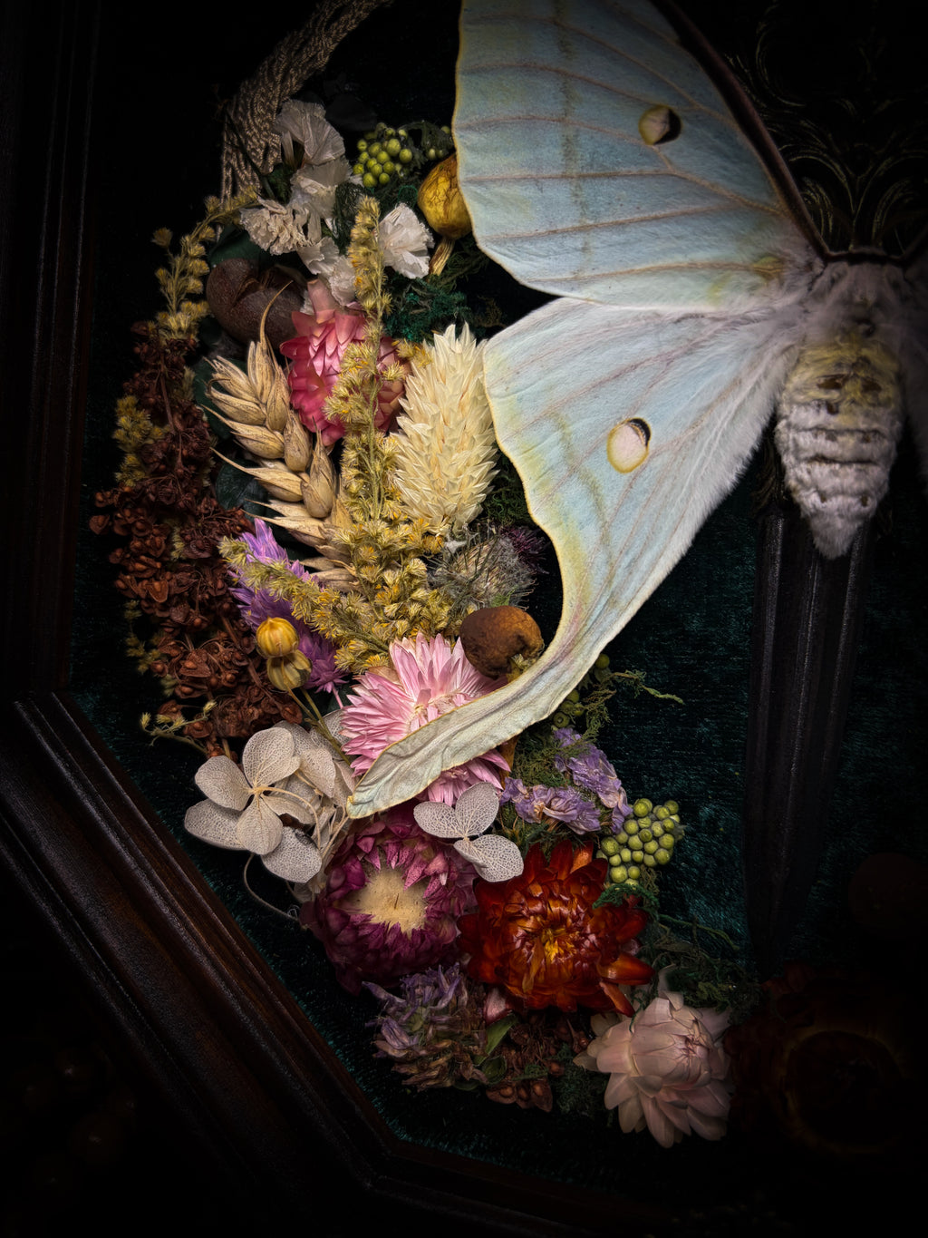 The Moonlit Gardener: Actias selene moth with an ornate sword, moss agate moon and dried flowers on green velvet in a handmade pointed wooden shadowbox.