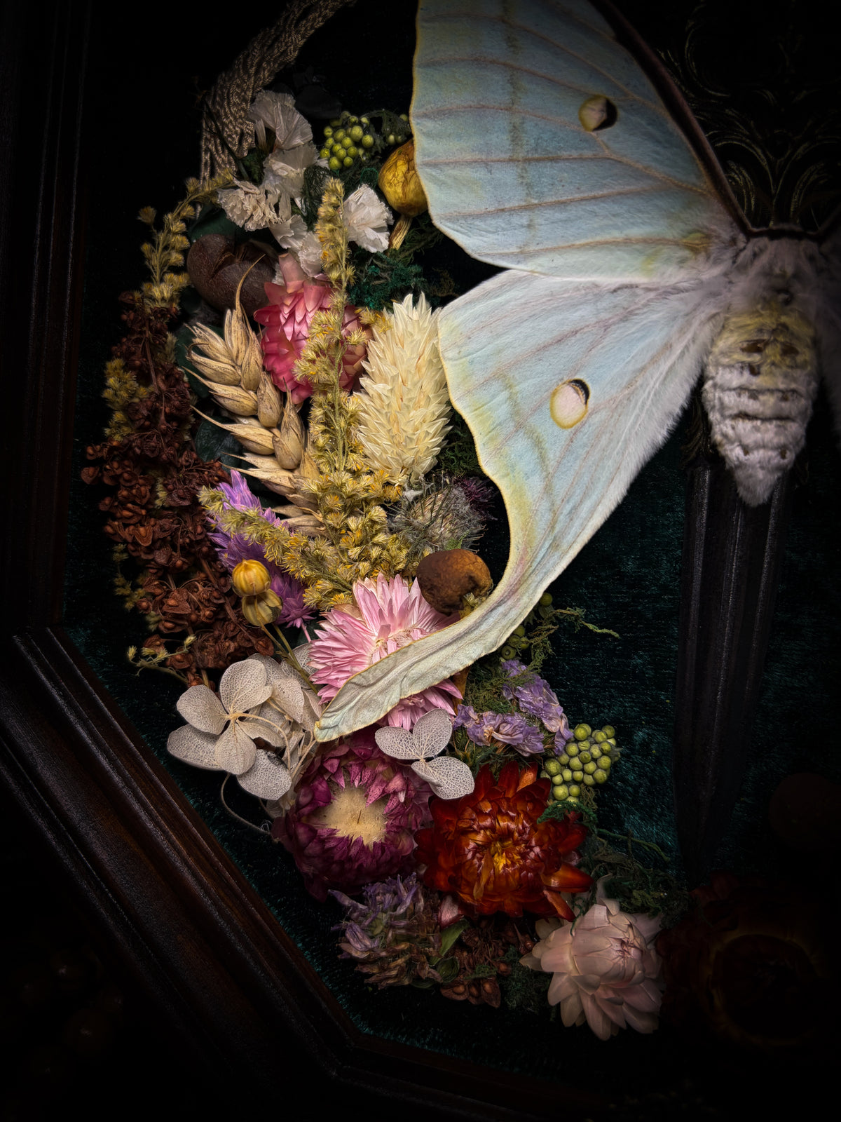 The Moonlit Gardener: Actias selene moth with an ornate sword, moss agate moon and dried flowers on green velvet in a handmade pointed wooden shadowbox.