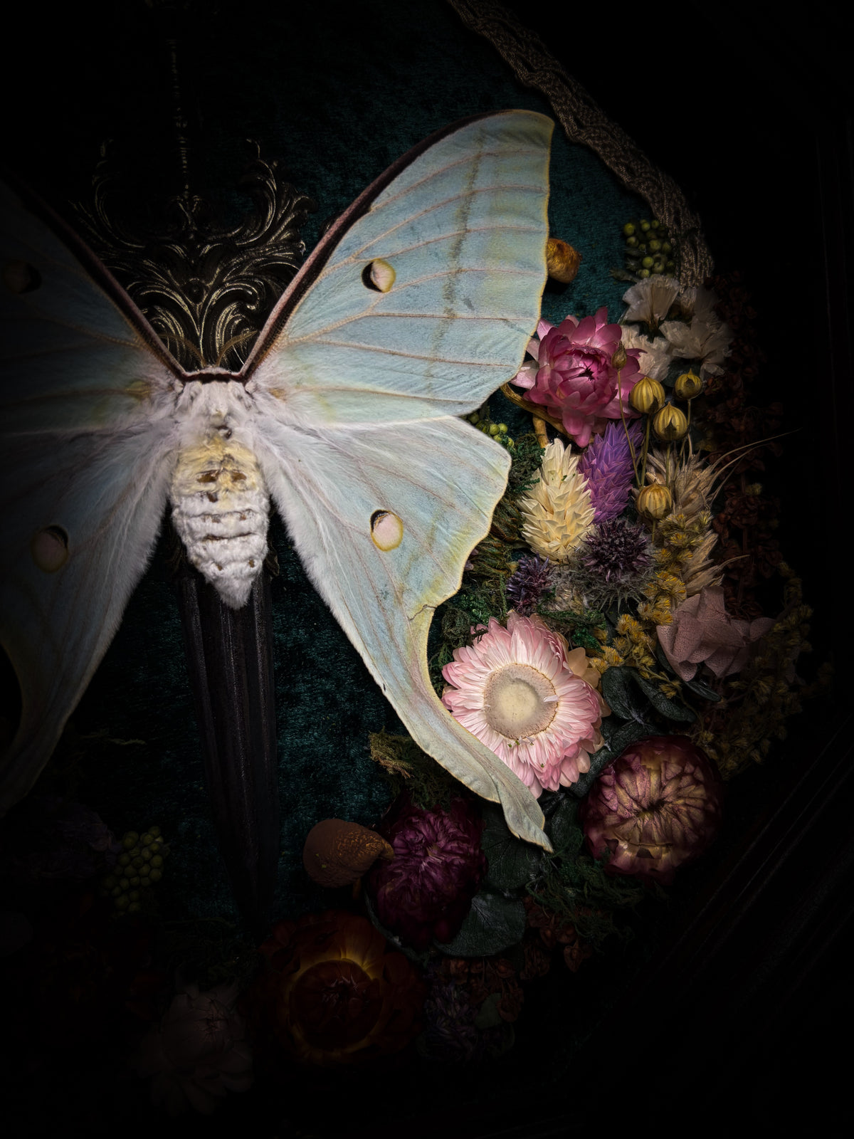 The Moonlit Gardener: Actias selene moth with an ornate sword, moss agate moon and dried flowers on green velvet in a handmade pointed wooden shadowbox.