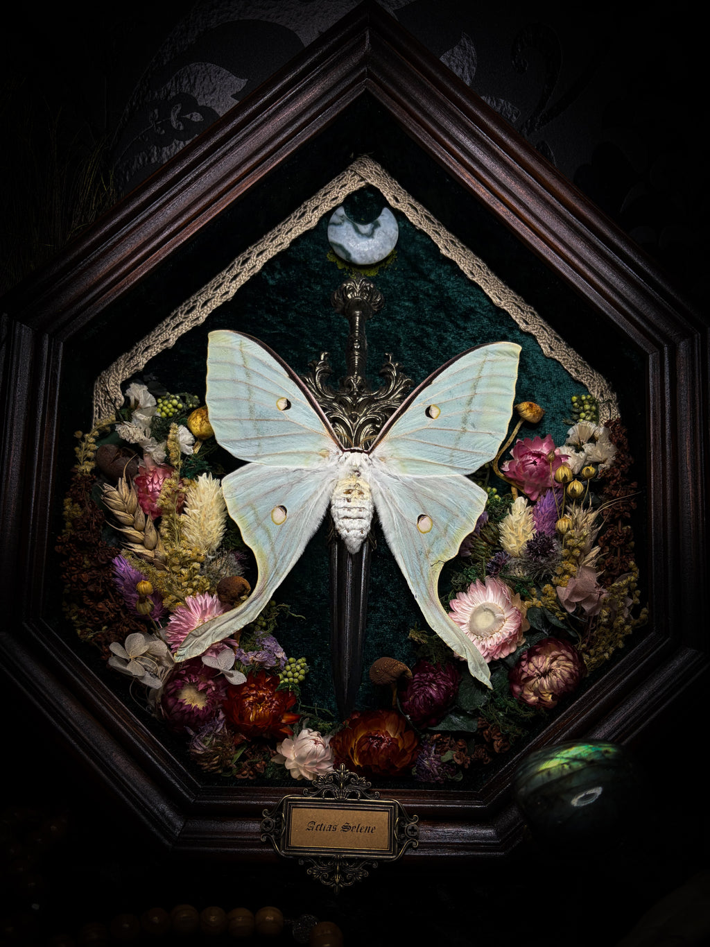The Moonlit Gardener: Actias selene moth with an ornate sword, moss agate moon and dried flowers on green velvet in a handmade pointed wooden shadowbox.