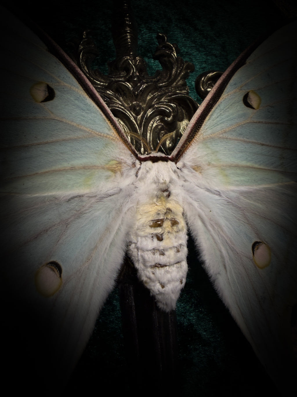 The Moonlit Gardener: Actias selene moth with an ornate sword, moss agate moon and dried flowers on green velvet in a handmade pointed wooden shadowbox.