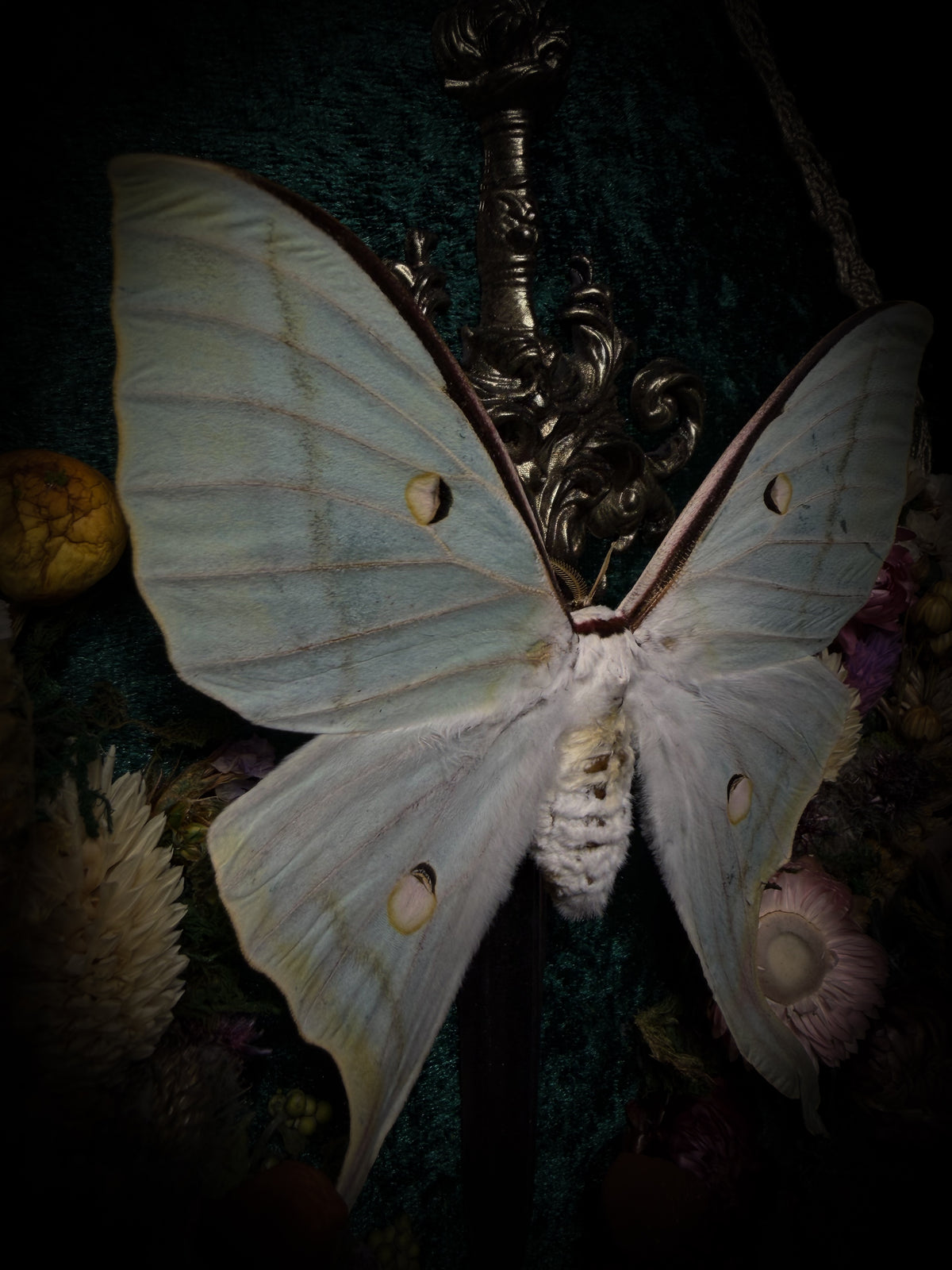 The Moonlit Gardener: Actias selene moth with an ornate sword, moss agate moon and dried flowers on green velvet in a handmade pointed wooden shadowbox.