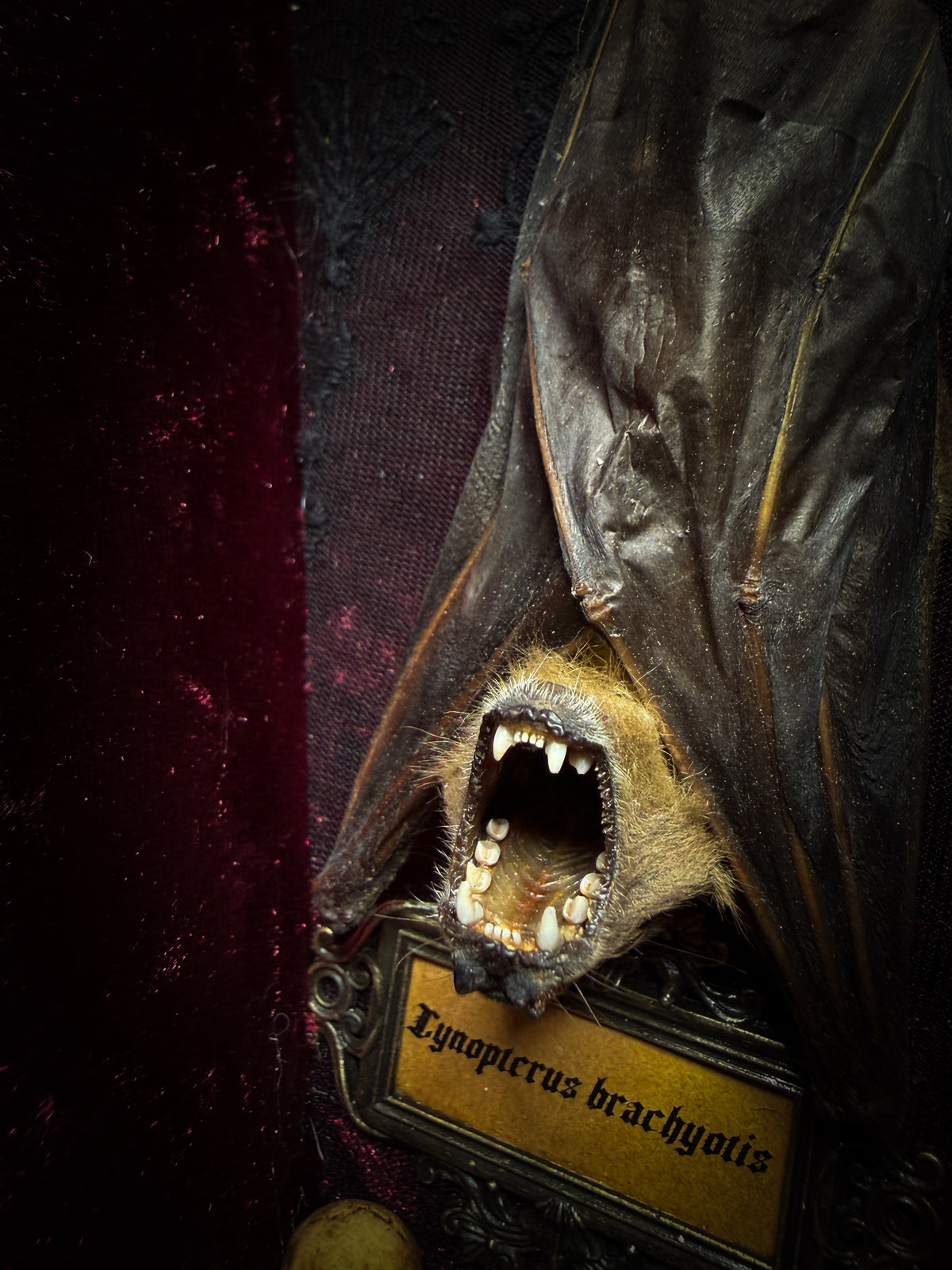 Sanguis Aeternus: mummified bat in a handmade wooden coffin with burgundy velvet, a hooded winged vampire skull, raven skull ornaments and decorative blood vials.

