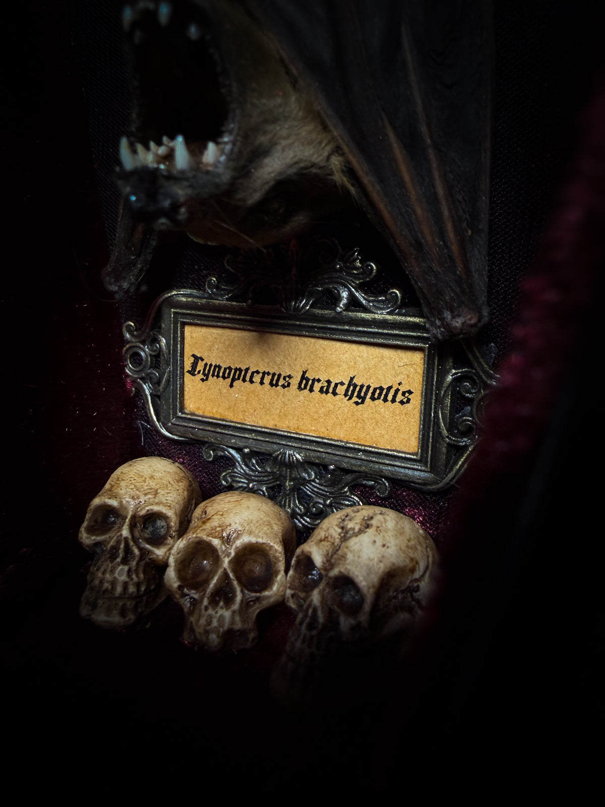 Sanguis Aeternus: mummified bat in a handmade wooden coffin with burgundy velvet, a hooded winged vampire skull, raven skull ornaments and decorative blood vials.

