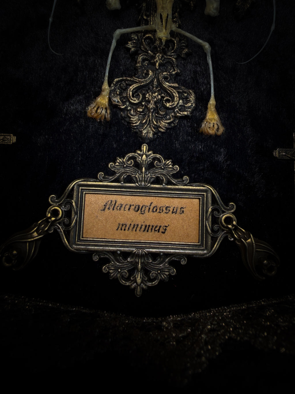Crux Noctis: two-headed bat skeleton on velvet with a hand-cast painted cross, two small crucifixes and two vertebra-decorated crosses in a handmade shadowbox.