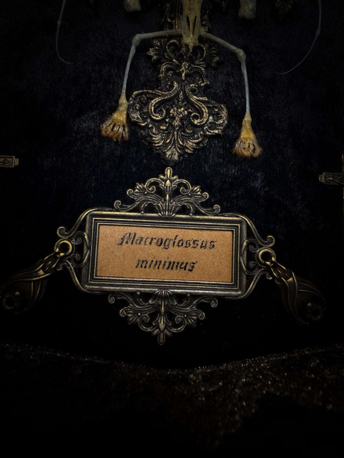 Crux Noctis: two-headed bat skeleton on velvet with a hand-cast painted cross, two small crucifixes and two vertebra-decorated crosses in a handmade shadowbox.