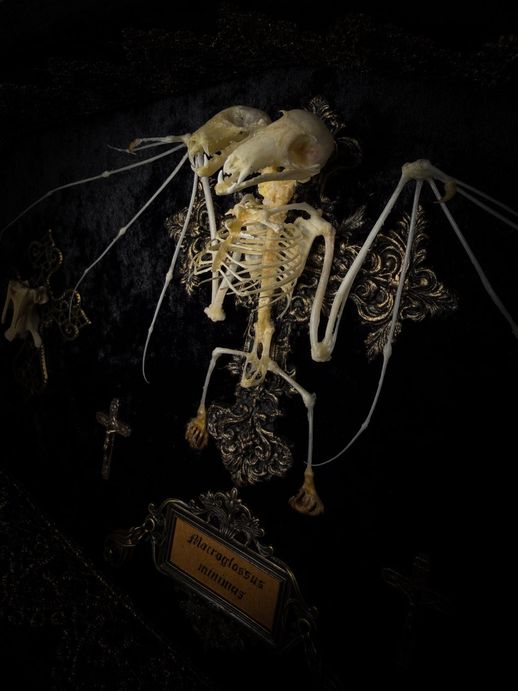 Crux Noctis: two-headed bat skeleton on velvet with a hand-cast painted cross, two small crucifixes and two vertebra-decorated crosses in a handmade shadowbox.
