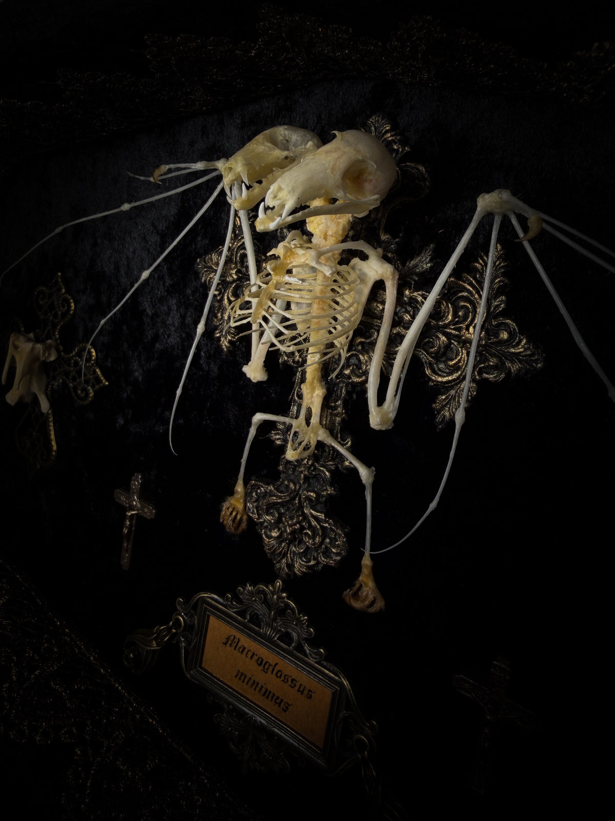 Crux Noctis: two-headed bat skeleton on velvet with a hand-cast painted cross, two small crucifixes and two vertebra-decorated crosses in a handmade shadowbox.