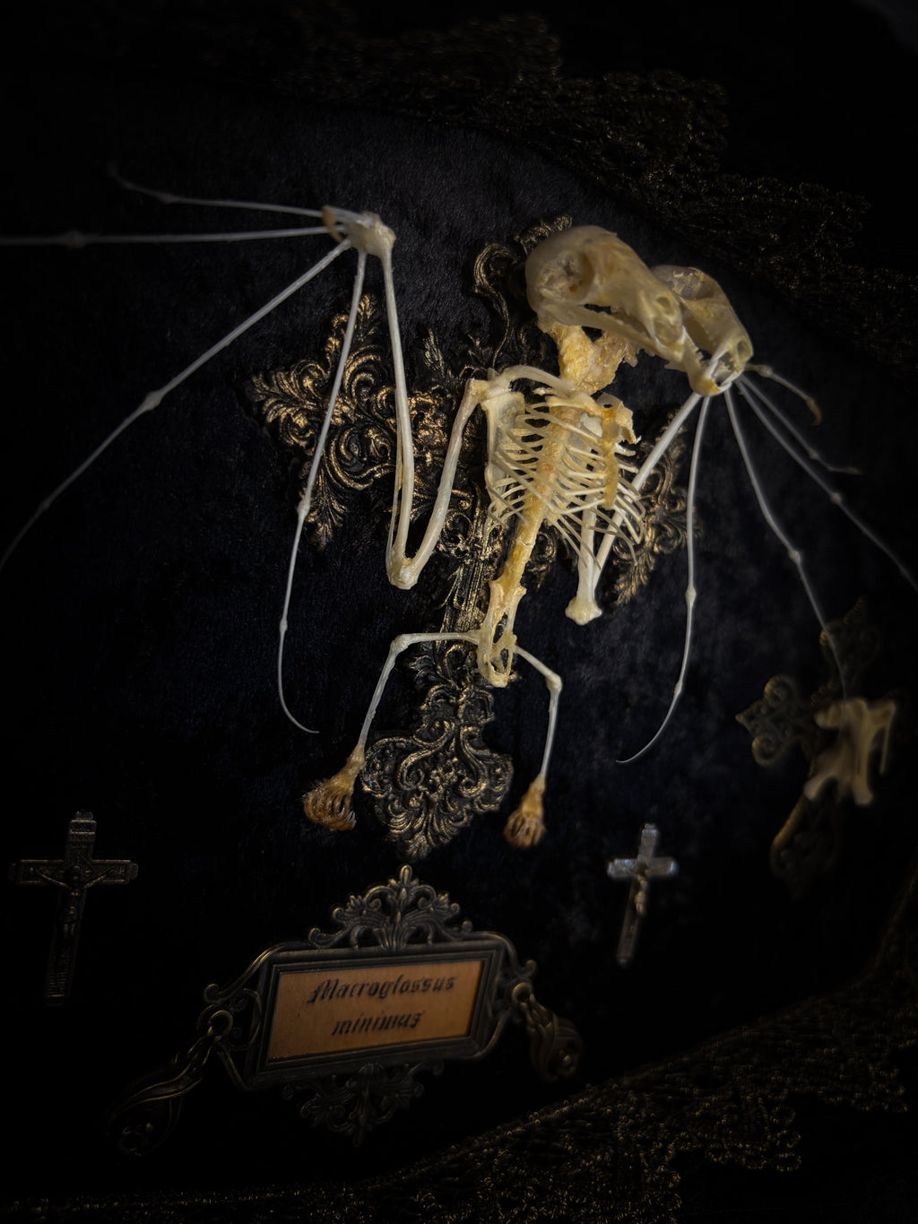 Crux Noctis: two-headed bat skeleton on velvet with a hand-cast painted cross, two small crucifixes and two vertebra-decorated crosses in a handmade shadowbox.