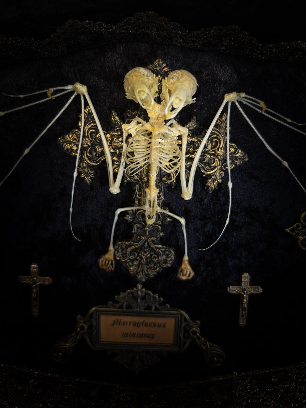 Crux Noctis: two-headed bat skeleton on velvet with a hand-cast painted cross, two small crucifixes and two vertebra-decorated crosses in a handmade shadowbox.