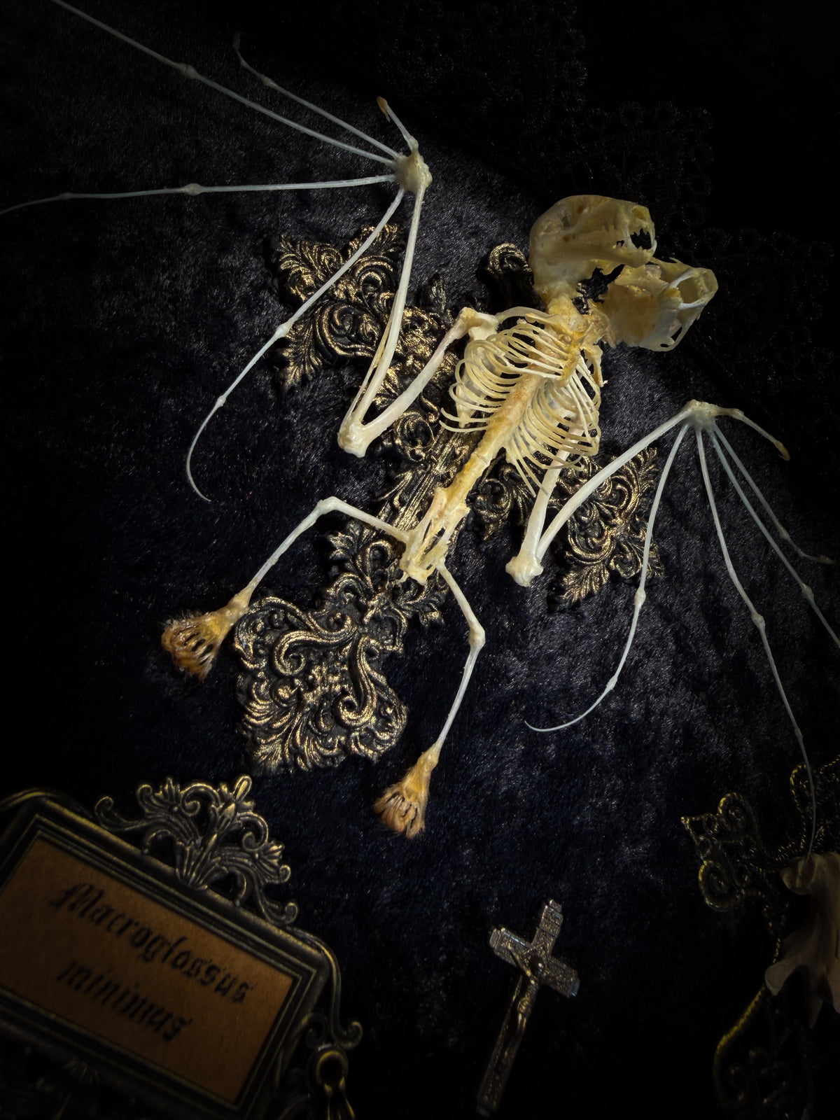 Crux Noctis: two-headed bat skeleton on velvet with a hand-cast painted cross, two small crucifixes and two vertebra-decorated crosses in a handmade shadowbox.