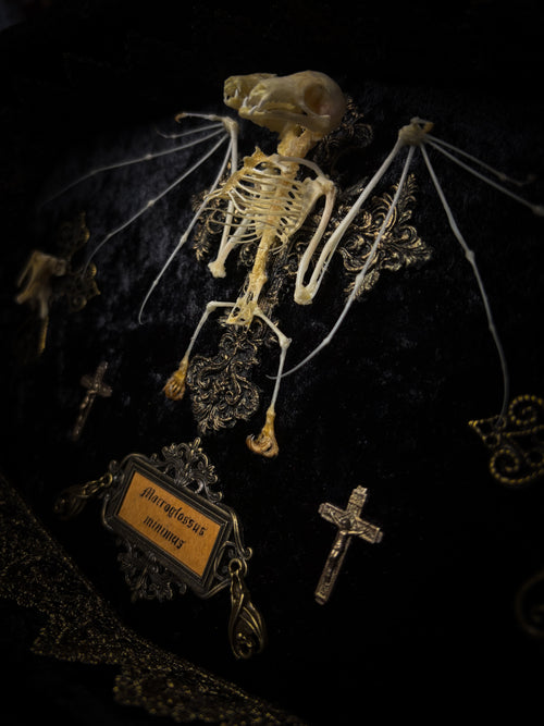 Crux Noctis: two-headed bat skeleton on velvet with a hand-cast painted cross, two small crucifixes and two vertebra-decorated crosses in a handmade shadowbox.