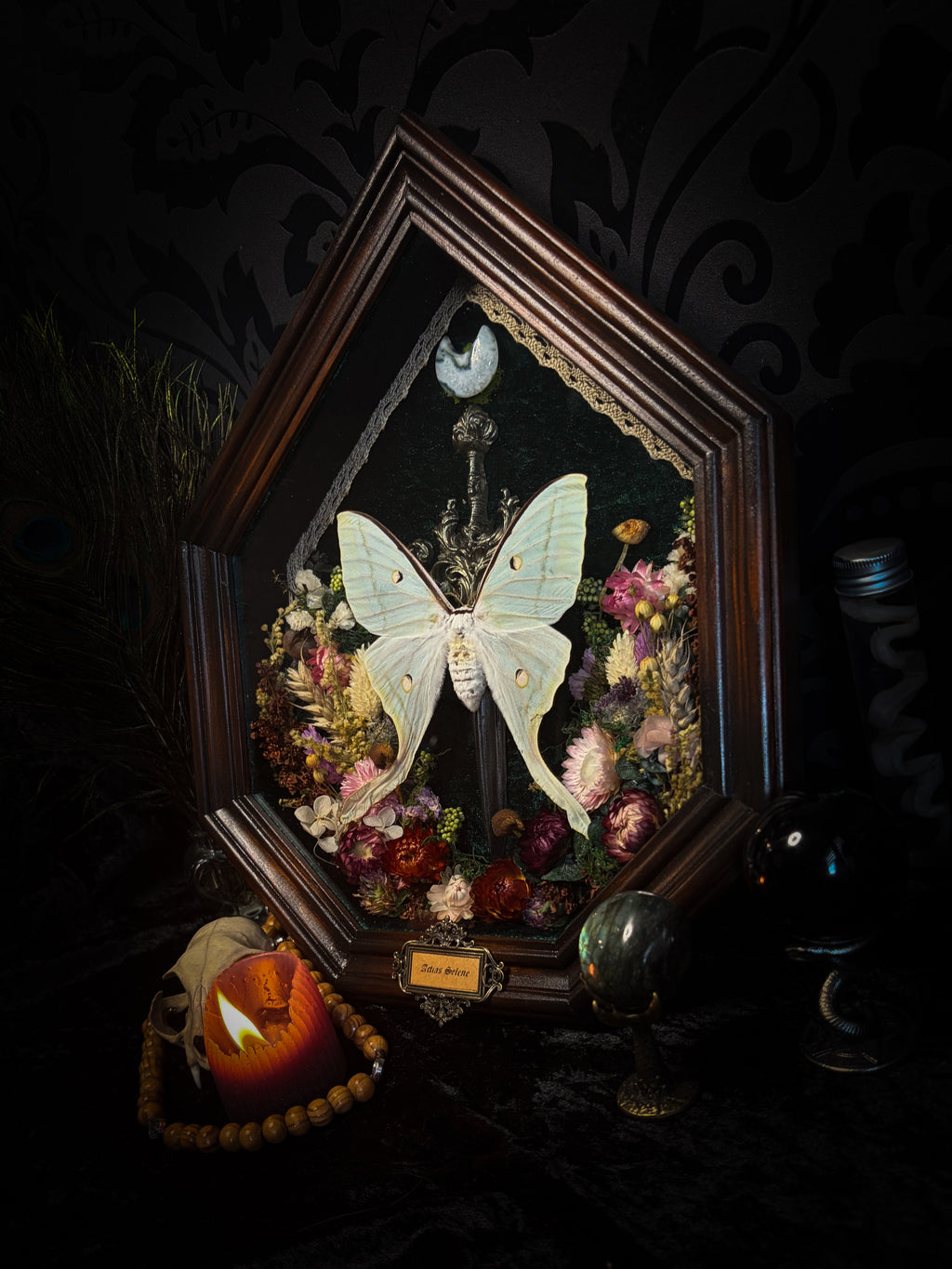 The Moonlit Gardener: Actias selene moth with an ornate sword, moss agate moon and dried flowers on green velvet in a handmade pointed wooden shadowbox.