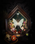The Moonlit Gardener: Actias selene moth with an ornate sword, moss agate moon and dried flowers on green velvet in a handmade pointed wooden shadowbox.