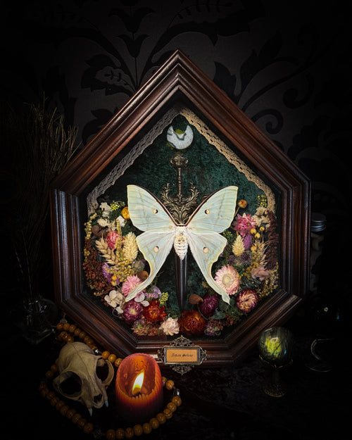 The Moonlit Gardener: Actias selene moth with an ornate sword, moss agate moon and dried flowers on green velvet in a handmade pointed wooden shadowbox.