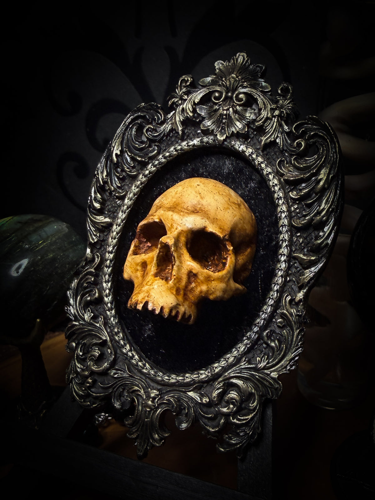 The Gilded Remnant by Morbid Oddities, a warm aged cast skull on black velvet in an ornate black oval frame with silver detailing.⠋