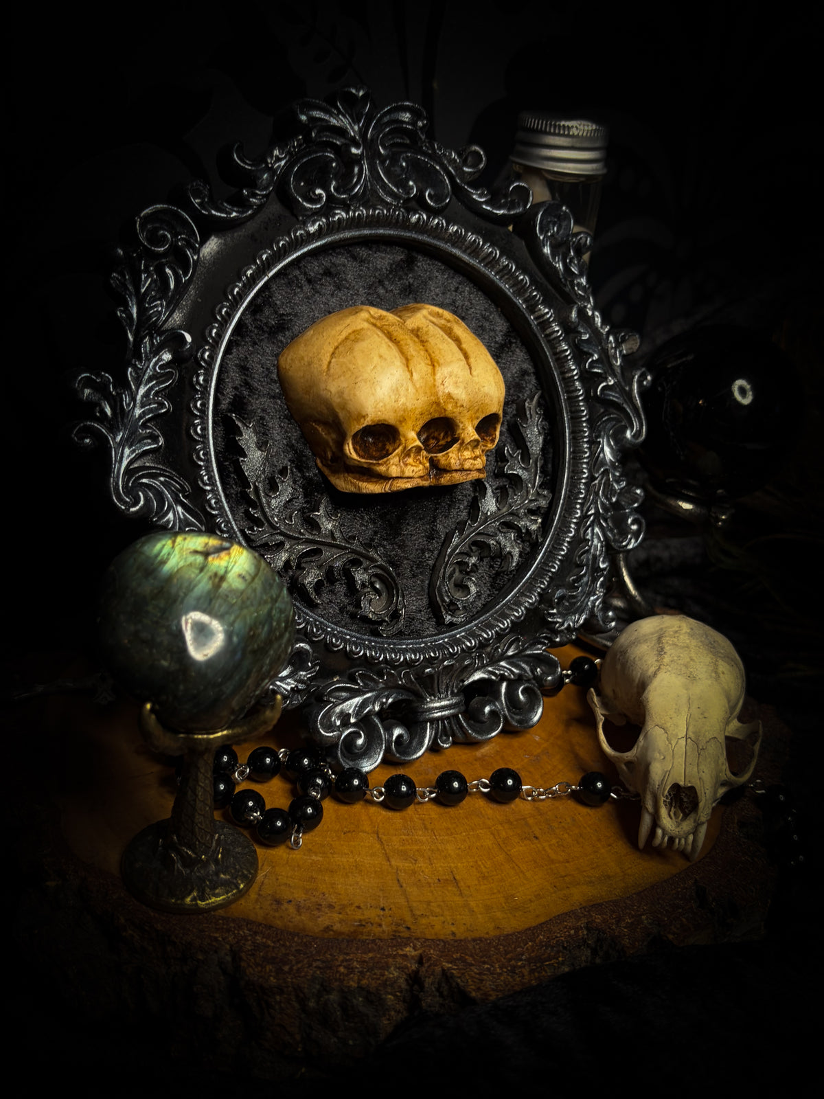 Conjoined Twins Big by Morbid Oddities, patinated conjoined infant skull casts on black velvet in an ornate black frame with silver detailing and two decorative flourishes beneath the skulls.⠋