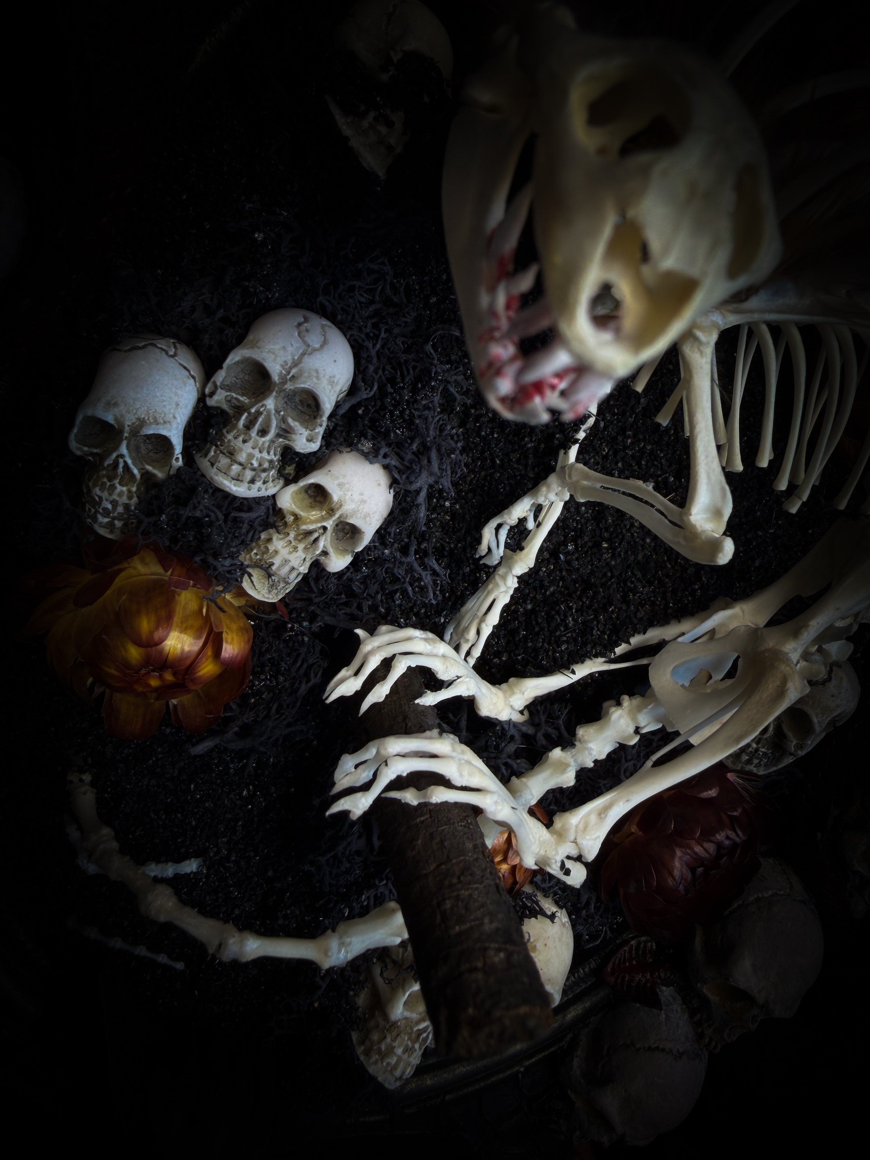Handmade gothic wall decor — hand-assembled real bone dragon skeleton with turtle skull, hand-cast gothic frame with dragons and skull motifs, 25x20cm