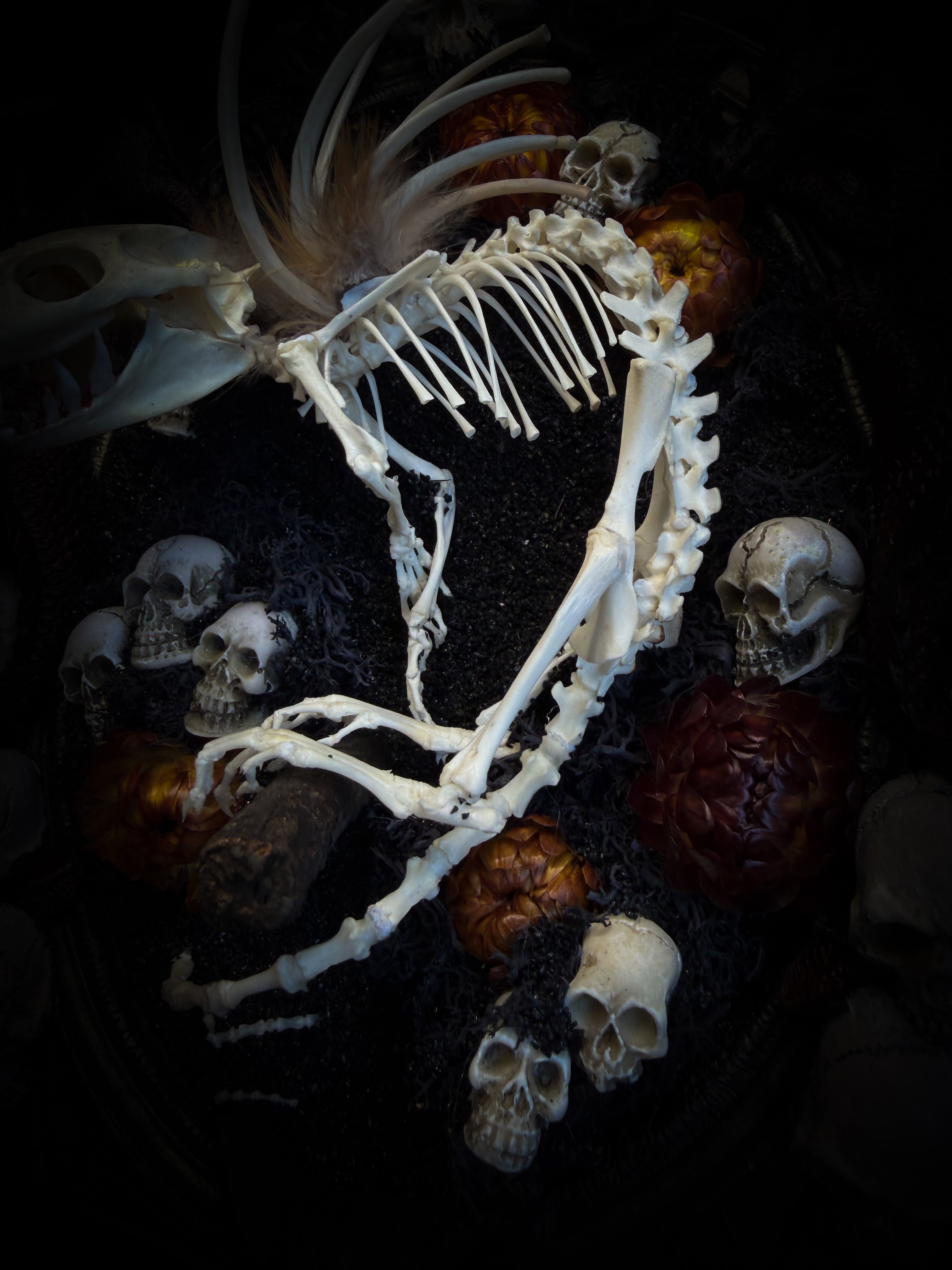 Handmade gothic wall decor — hand-assembled real bone dragon skeleton with turtle skull, hand-cast gothic frame with dragons and skull motifs, 25x20cm