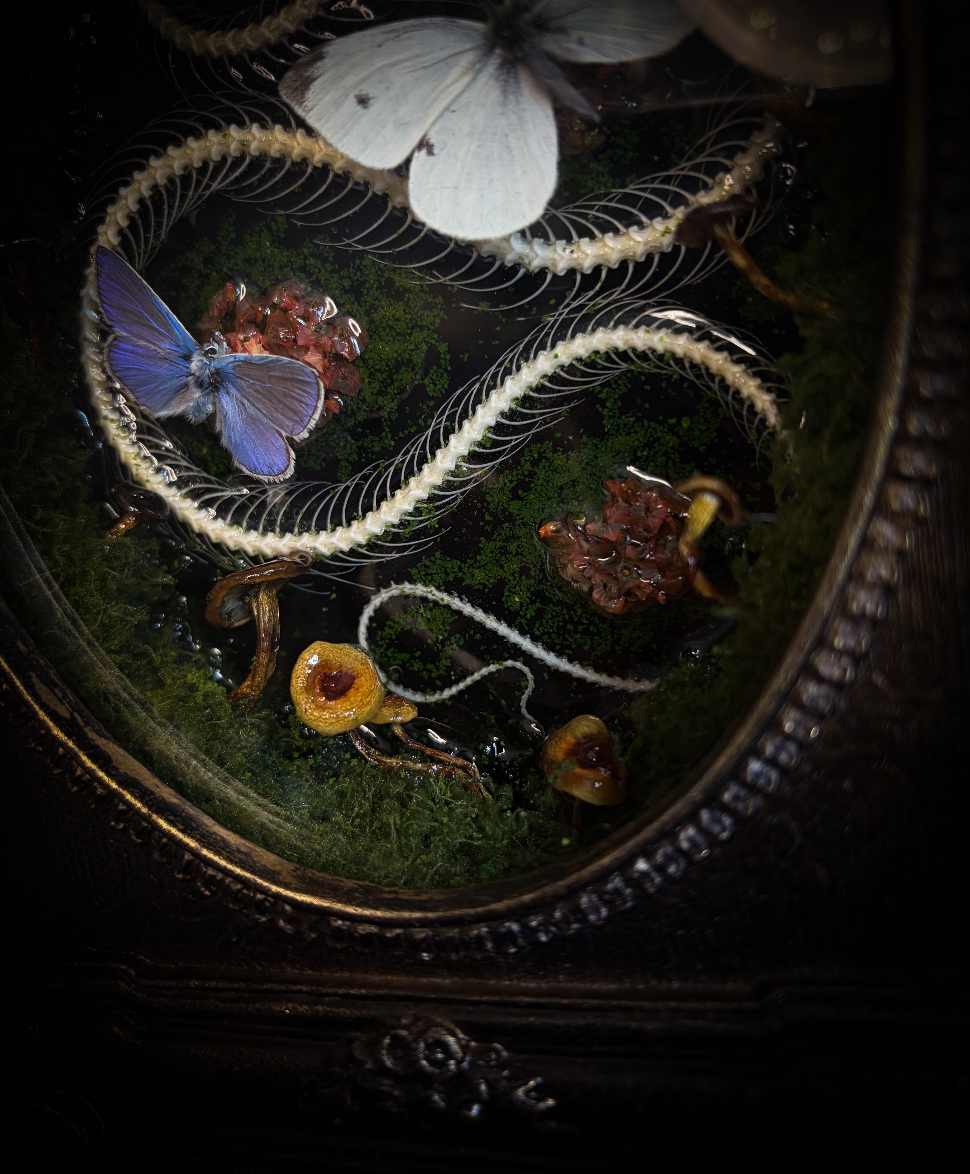 Handmade gothic shadowbox — real snake skeleton with preserved butterflies, moss and dried flowers, ornate baroque frame with aged gold finish, 22x30cm