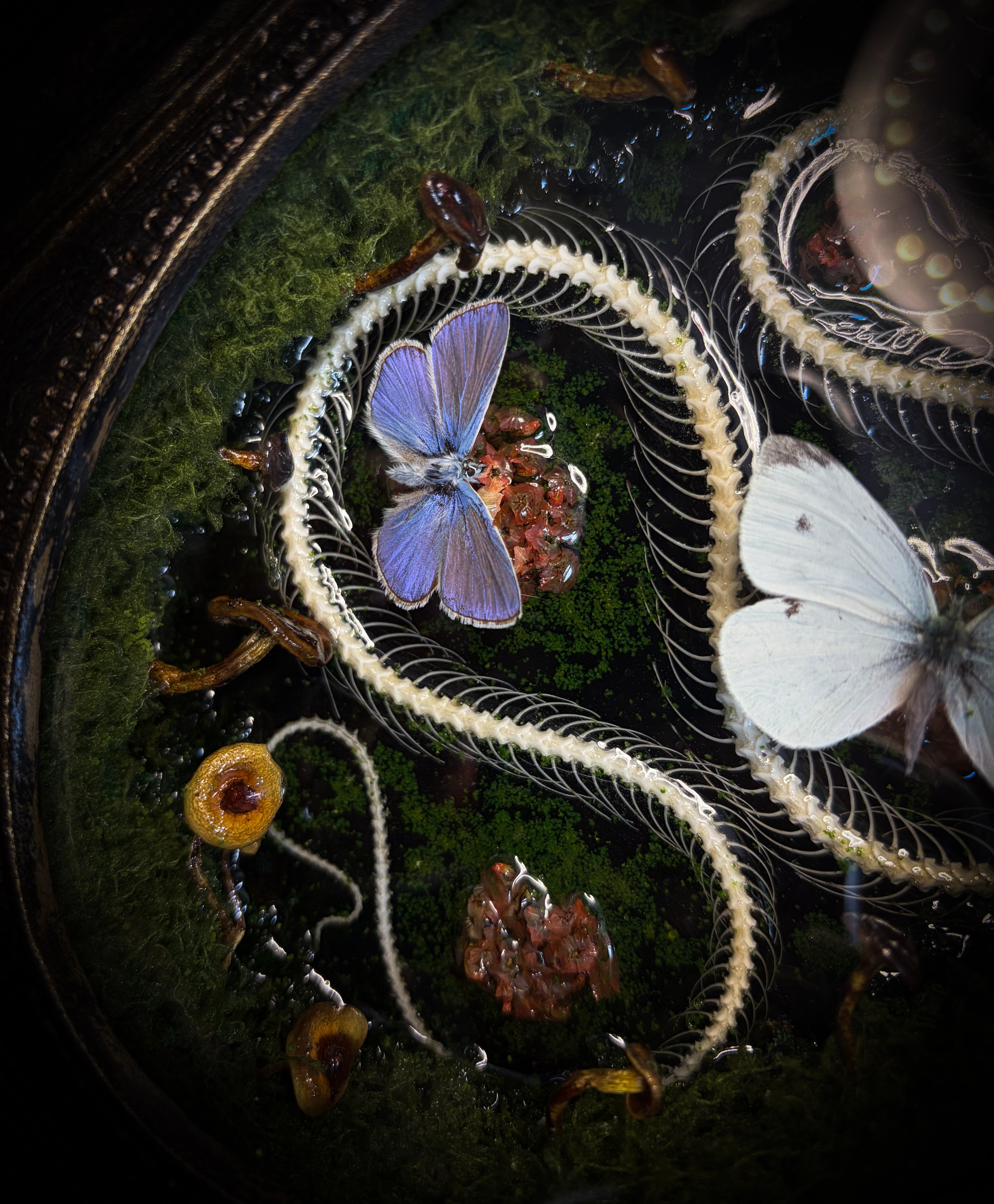 Handmade gothic shadowbox — real snake skeleton with preserved butterflies, moss and dried flowers, ornate baroque frame with aged gold finish, 22x30cm