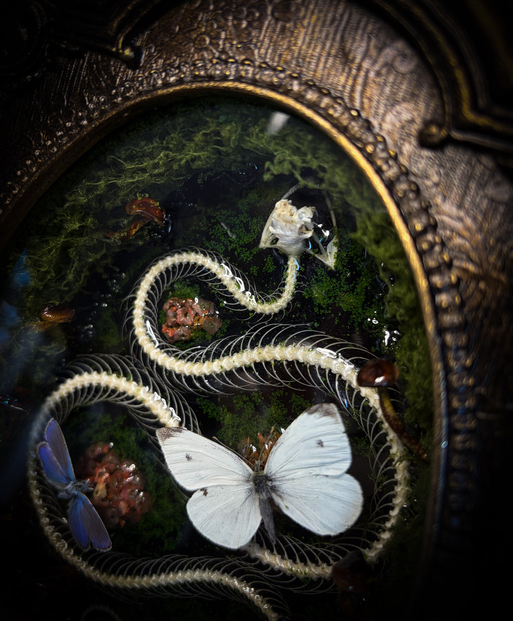 Handmade gothic shadowbox — real snake skeleton with preserved butterflies, moss and dried flowers, ornate baroque frame with aged gold finish, 22x30cm