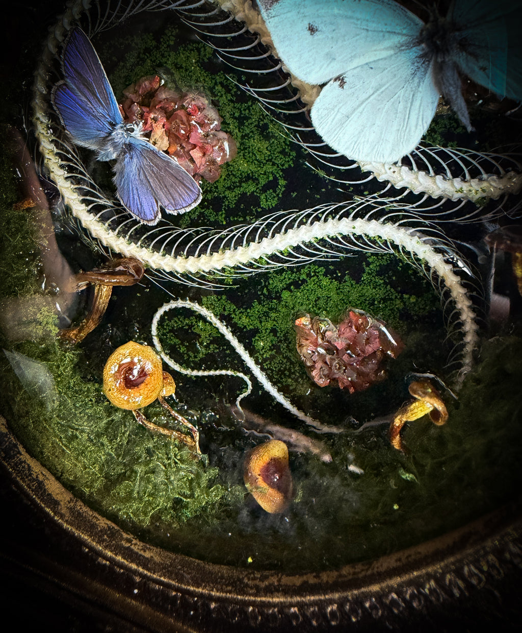 Handmade gothic shadowbox — real snake skeleton with preserved butterflies, moss and dried flowers, ornate baroque frame with aged gold finish, 22x30cm