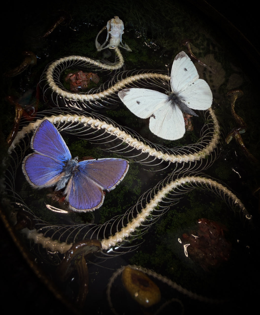 Handmade gothic shadowbox — real snake skeleton with preserved butterflies, moss and dried flowers, ornate baroque frame with aged gold finish, 22x30cm
