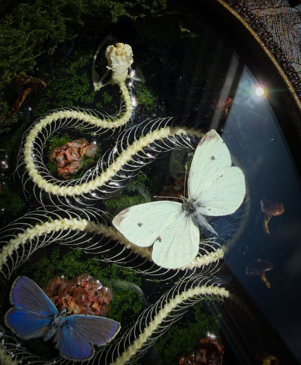 Handmade gothic shadowbox — real snake skeleton with preserved butterflies, moss and dried flowers, ornate baroque frame with aged gold finish, 22x30cm