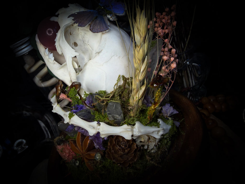 Handmade woodland shadowbox — kitten skull with pink quartz in glass dome, moss, dried flowers and crystals, fairytale gothic decor, 18x16cm