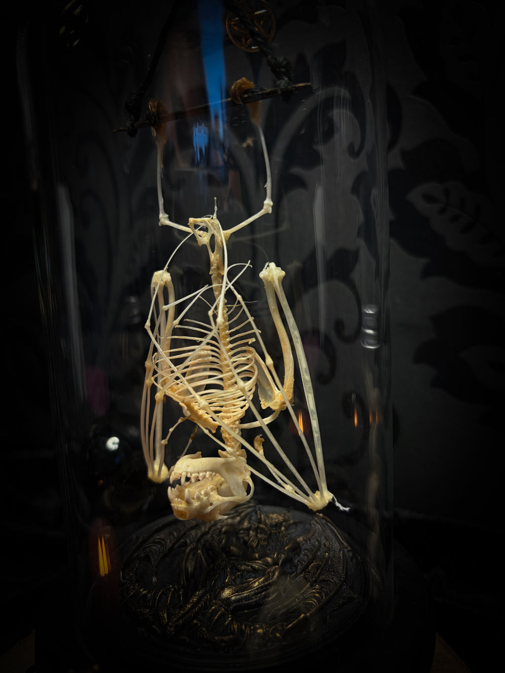 Fangtasia — handmade gothic glass dome display, ready to ship. Suspended bat skeleton under glass cloche with ornate sigil pendant, red glass eye and Latin inscription plaque, aged finish. One-of-a-kind occult decor, 12x24cm.