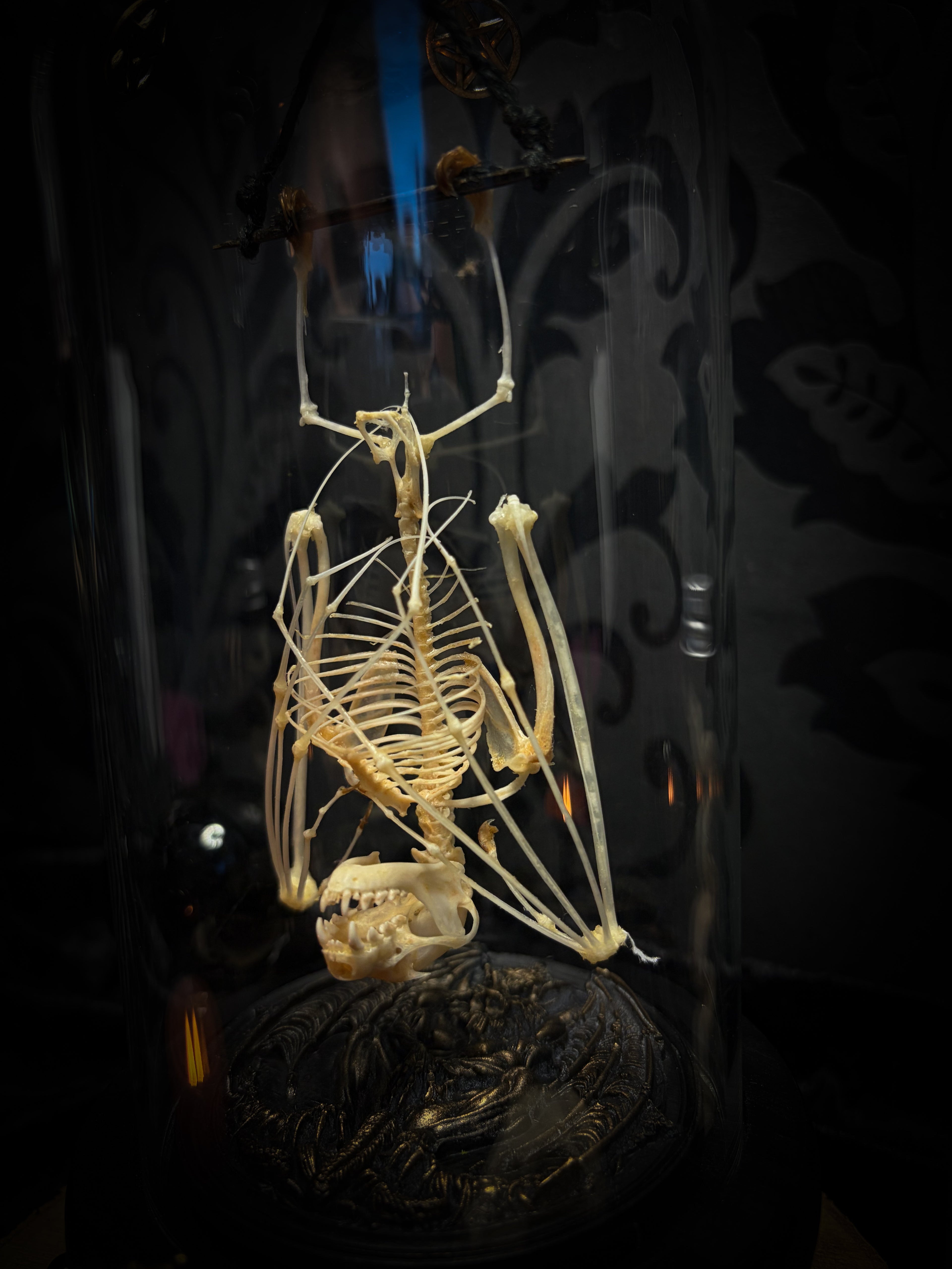 Fangtasia — handmade gothic glass dome display, ready to ship. Suspended bat skeleton under glass cloche with ornate sigil pendant, red glass eye and Latin inscription plaque, aged finish. One-of-a-kind occult decor, 12x24cm.