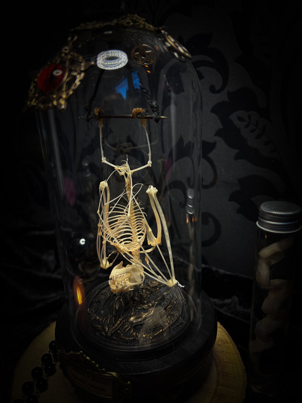 Fangtasia — handmade gothic glass dome display, ready to ship. Suspended bat skeleton under glass cloche with ornate sigil pendant, red glass eye and Latin inscription plaque, aged finish. One-of-a-kind occult decor, 12x24cm.