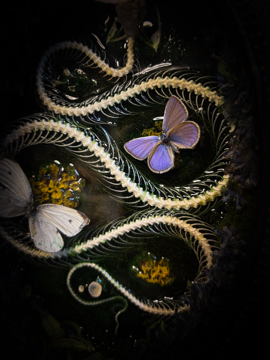 Butterflies on a dark background with a focus on one butterfly. Whimsical Marshland — handmade gothic shadowbox with real snake skeleton, preserved butterflies Pieris rapae & Polyommatus icarus, moss and fungi in baroque gold frame | Morbid Oddities