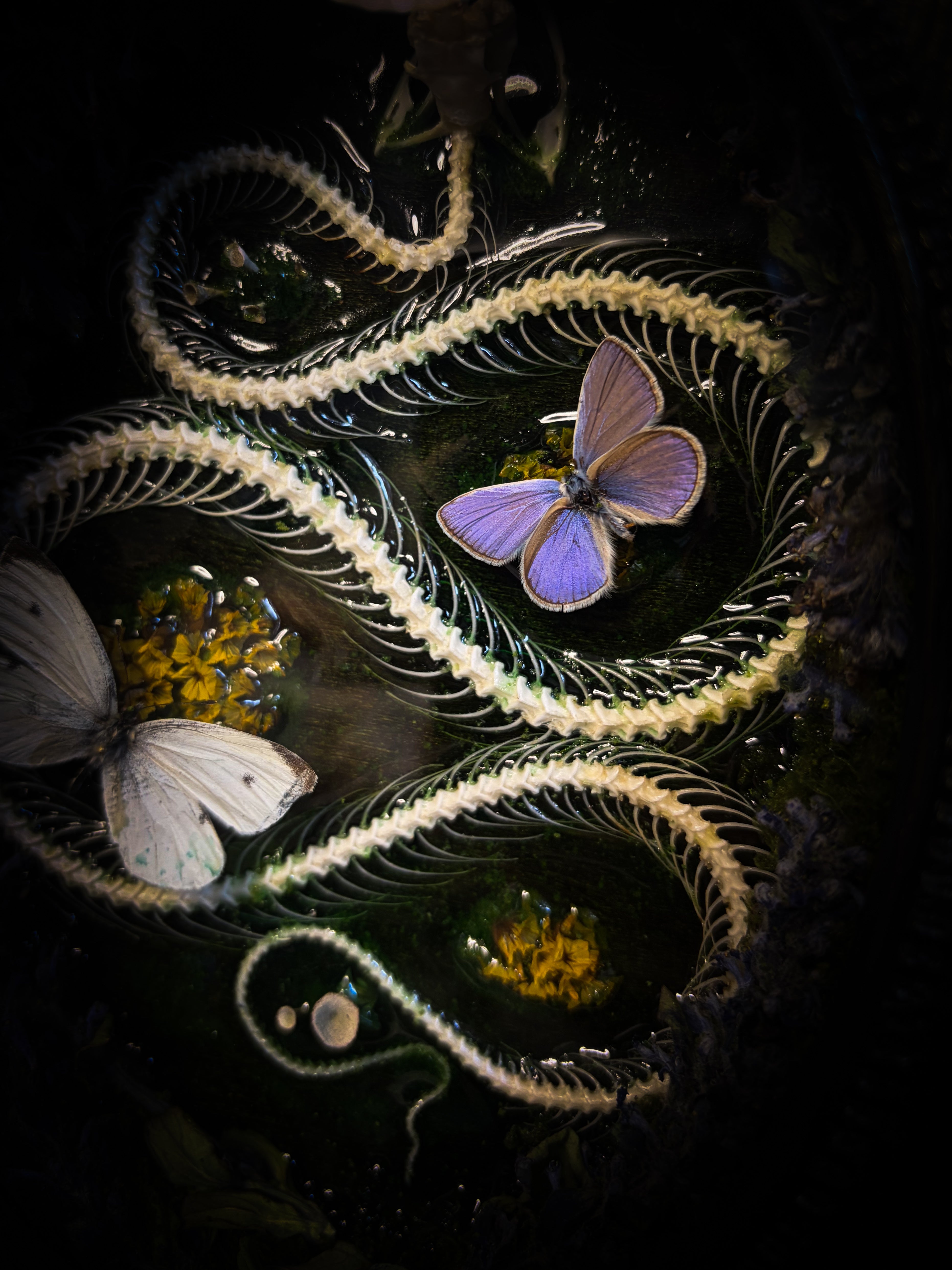 Butterflies on a dark background with a focus on one butterfly. Whimsical Marshland — handmade gothic shadowbox with real snake skeleton, preserved butterflies Pieris rapae & Polyommatus icarus, moss and fungi in baroque gold frame | Morbid Oddities