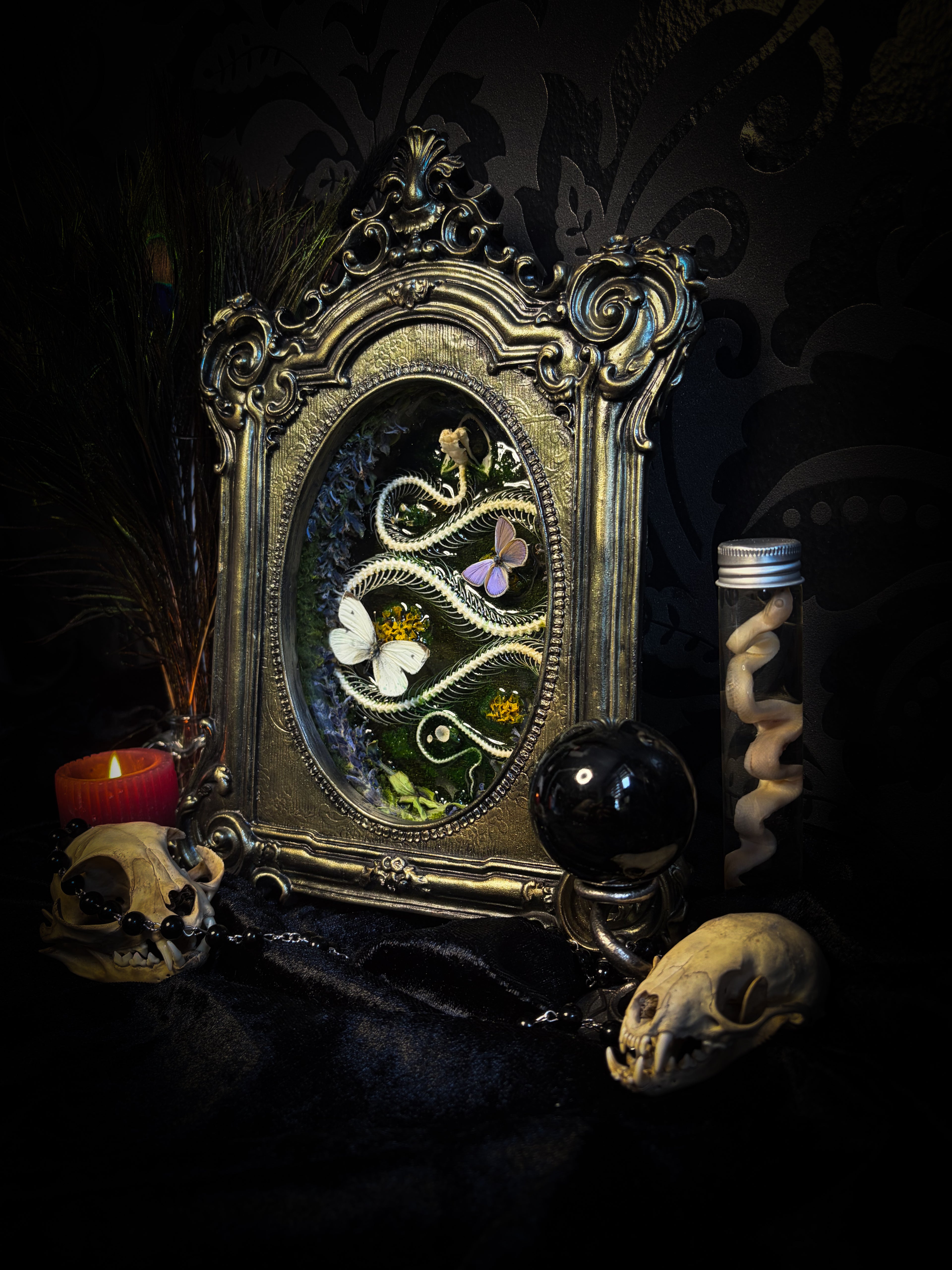 Decorative still life with an ornate mirror, candles, and skulls on a dark background Whimsical Marshland — handmade gothic shadowbox with real snake skeleton, preserved butterflies Pieris rapae & Polyommatus icarus, moss and fungi in baroque gold frame | Morbid Oddities