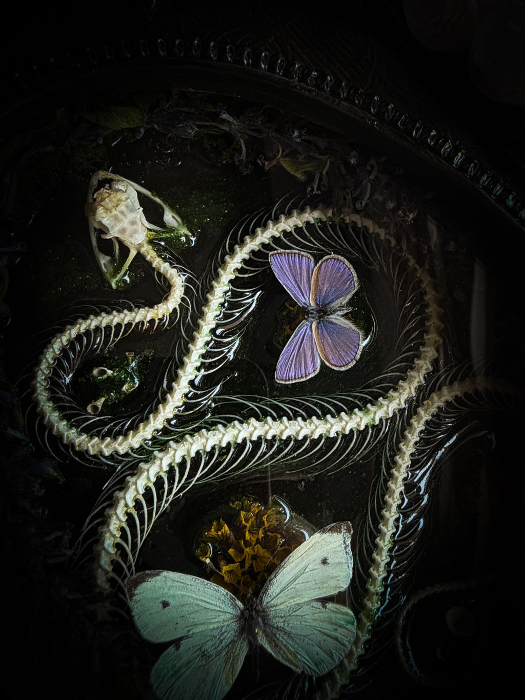 Artistic arrangement of butterflies and a snake on a dark background