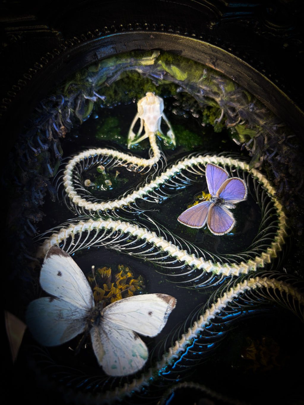 Close-up of a snake skeleton with butterflies on a dark background Whimsical Marshland — handmade gothic shadowbox with real snake skeleton, preserved butterflies Pieris rapae & Polyommatus icarus, moss and fungi in baroque gold frame | Morbid Oddities