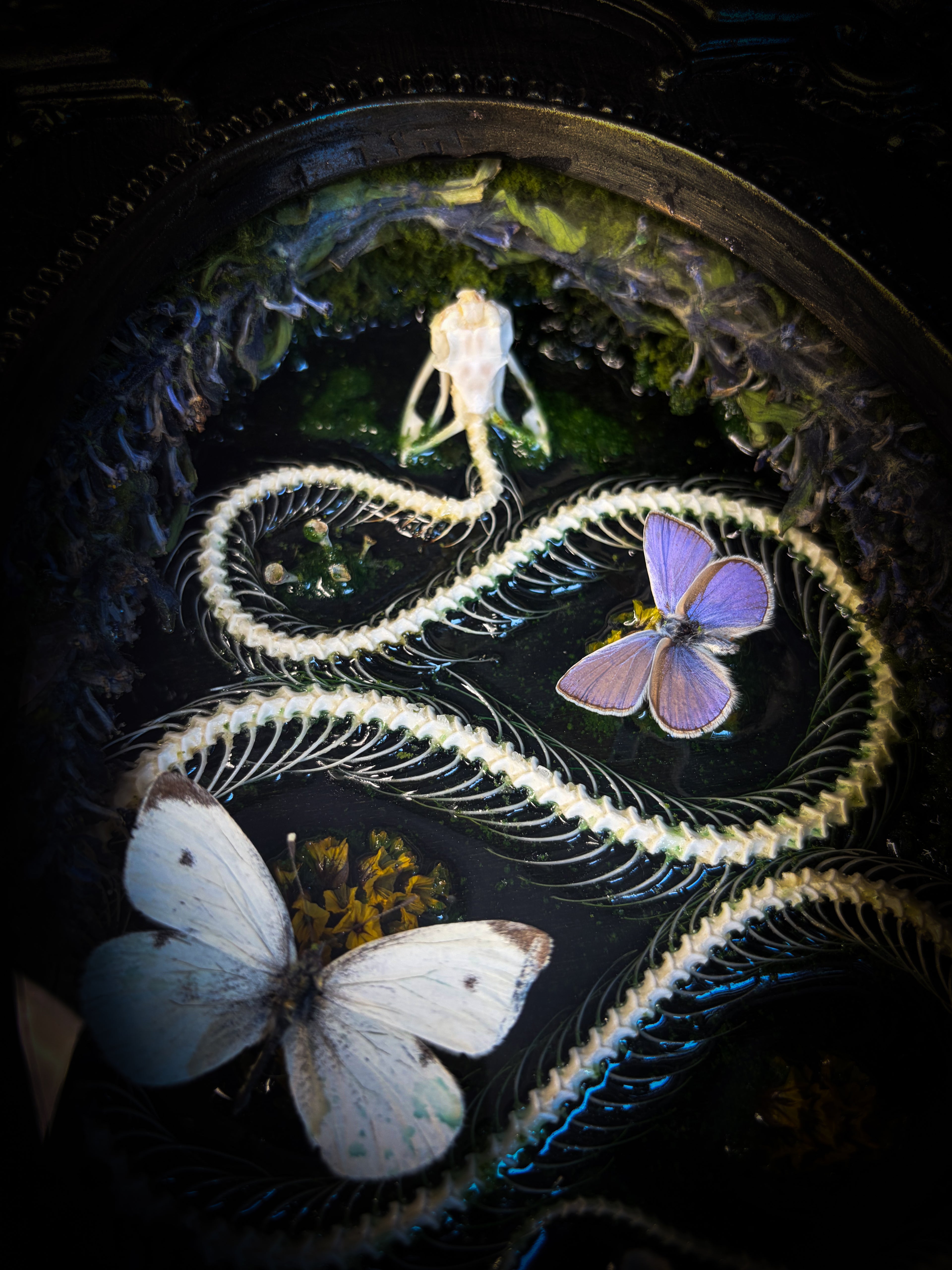 Close-up of a snake skeleton with butterflies on a dark background Whimsical Marshland — handmade gothic shadowbox with real snake skeleton, preserved butterflies Pieris rapae & Polyommatus icarus, moss and fungi in baroque gold frame | Morbid Oddities