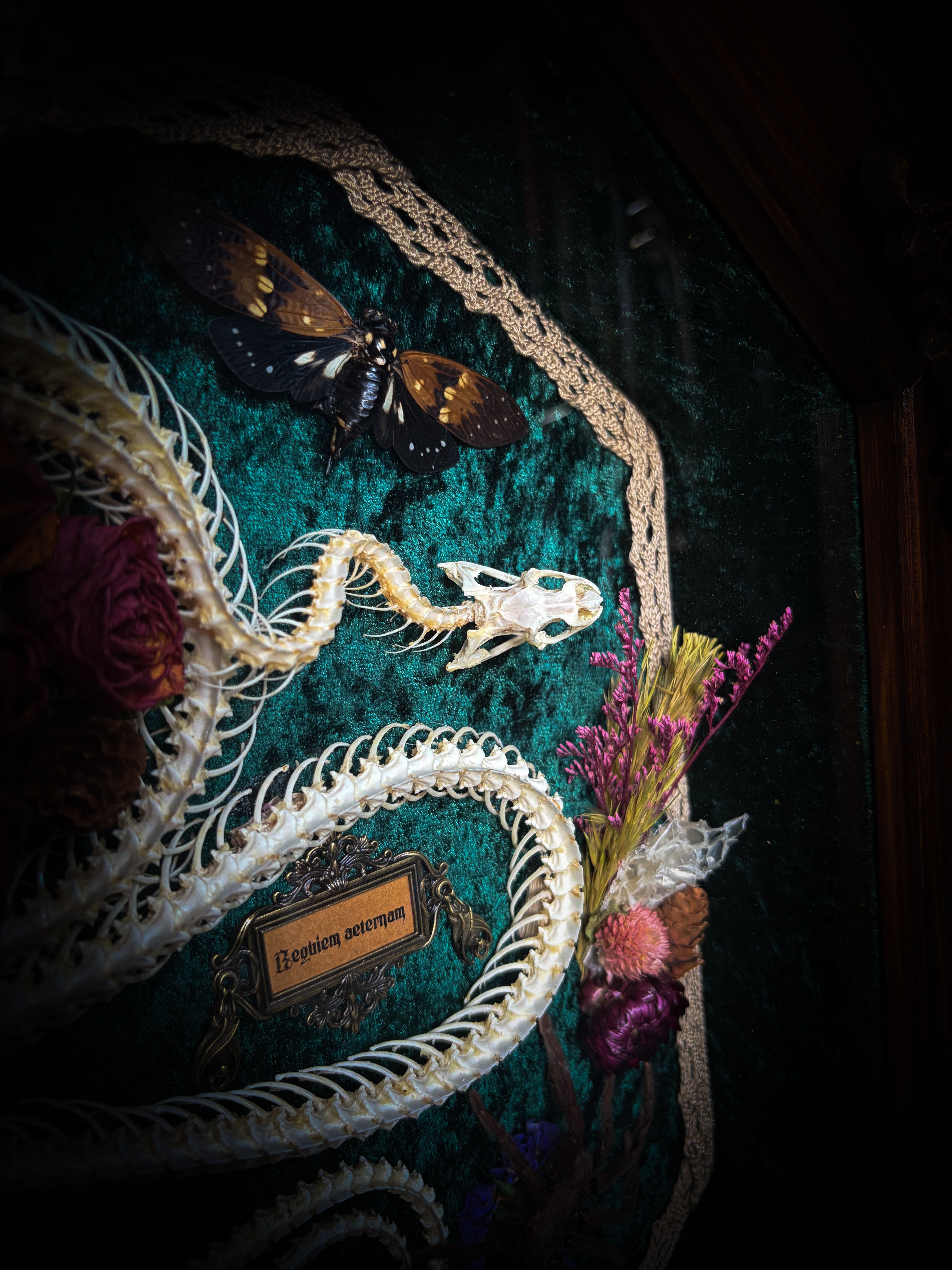 Decorative piece with a dragon skeleton, butterfly, and flowers on a dark background Requiem Aeternam — handmade gothic shadowbox with articulated snake skeleton, preserved tarantula, cicadas and florals on deep forest-green velvet | Morbid Oddities

