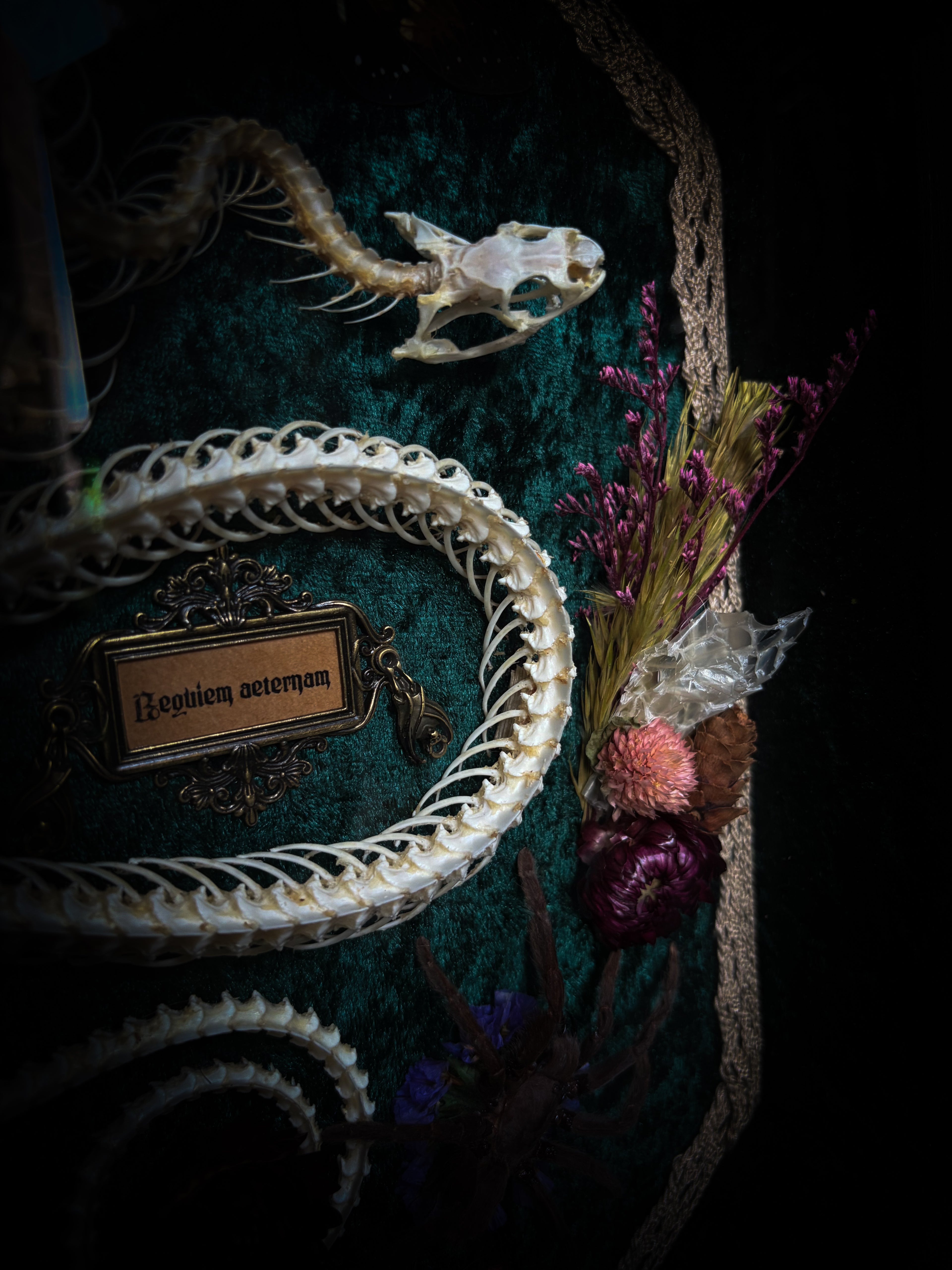 Decorative arrangement with a snake, skull, and flowers on a dark background Requiem Aeternam — handmade gothic shadowbox with articulated snake skeleton, preserved tarantula, cicadas and florals on deep forest-green velvet | Morbid Oddities

