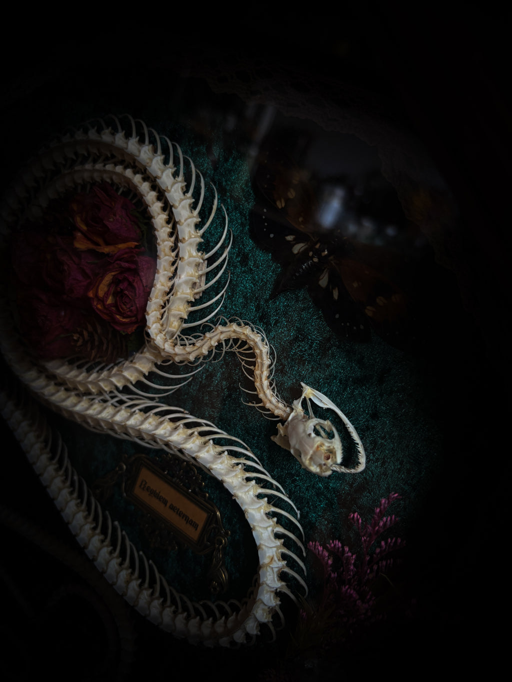 Handmade gothic shadowbox — articulated snake skeleton, preserved tarantula and cicadas, dried roses and botanicals on forest-green velvet, ornate wooden frame
