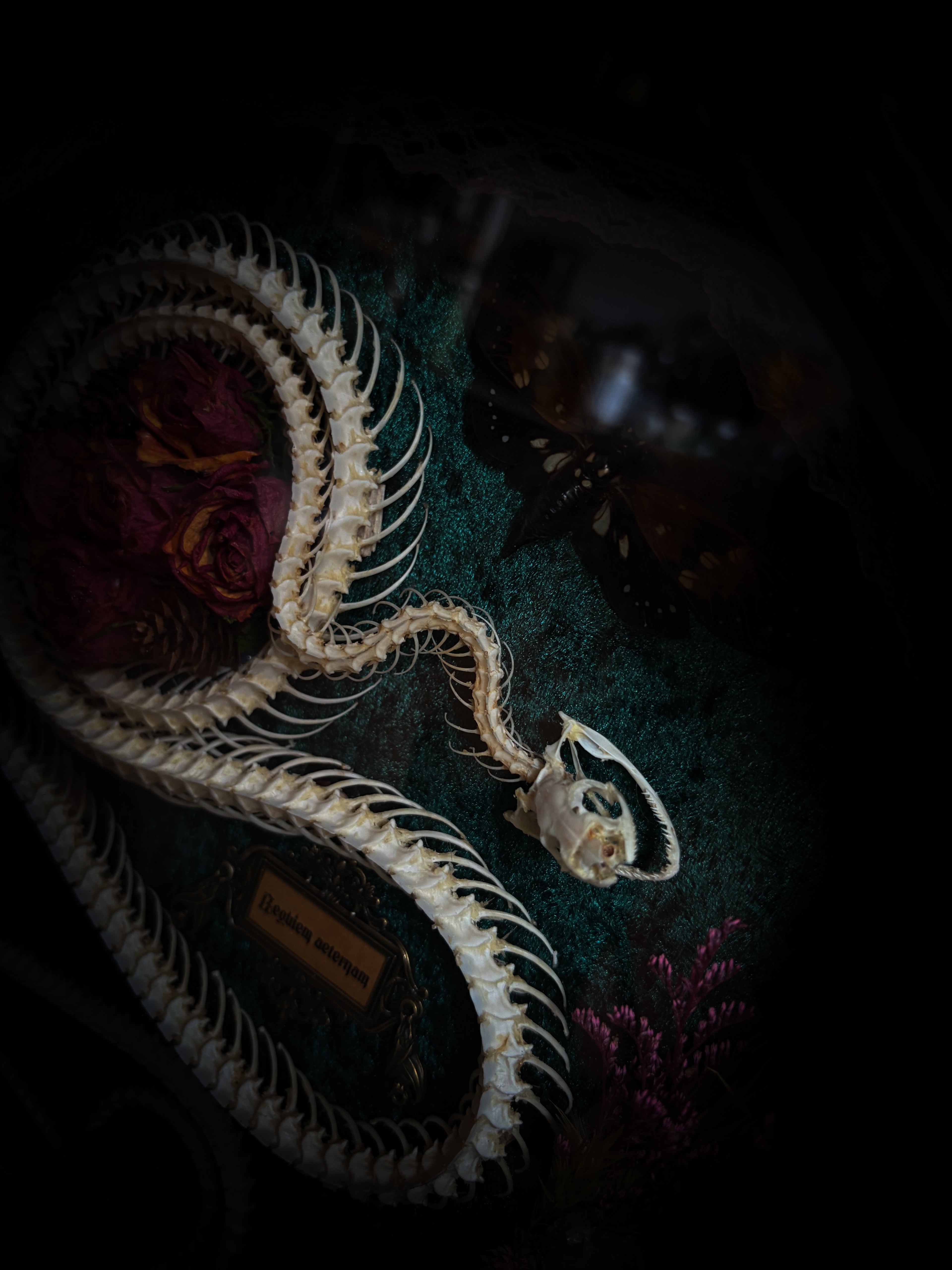 Handmade gothic shadowbox — articulated snake skeleton, preserved tarantula and cicadas, dried roses and botanicals on forest-green velvet, ornate wooden frame