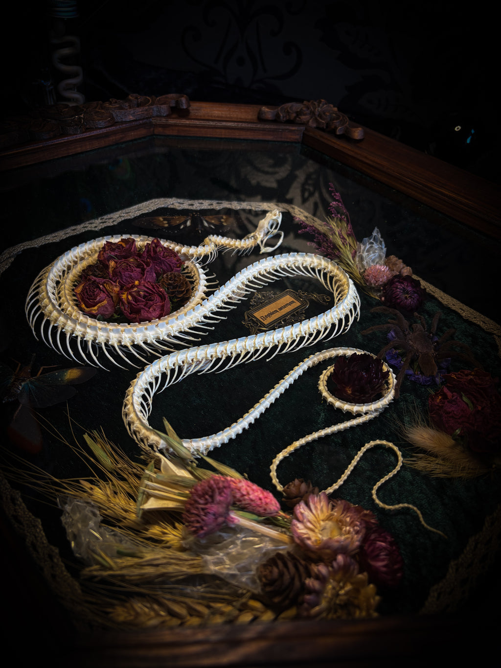 Decorative snake with dried flowers on a dark surface Requiem Aeternam — handmade gothic shadowbox with articulated snake skeleton, preserved tarantula, cicadas and florals on deep forest-green velvet | Morbid Oddities


