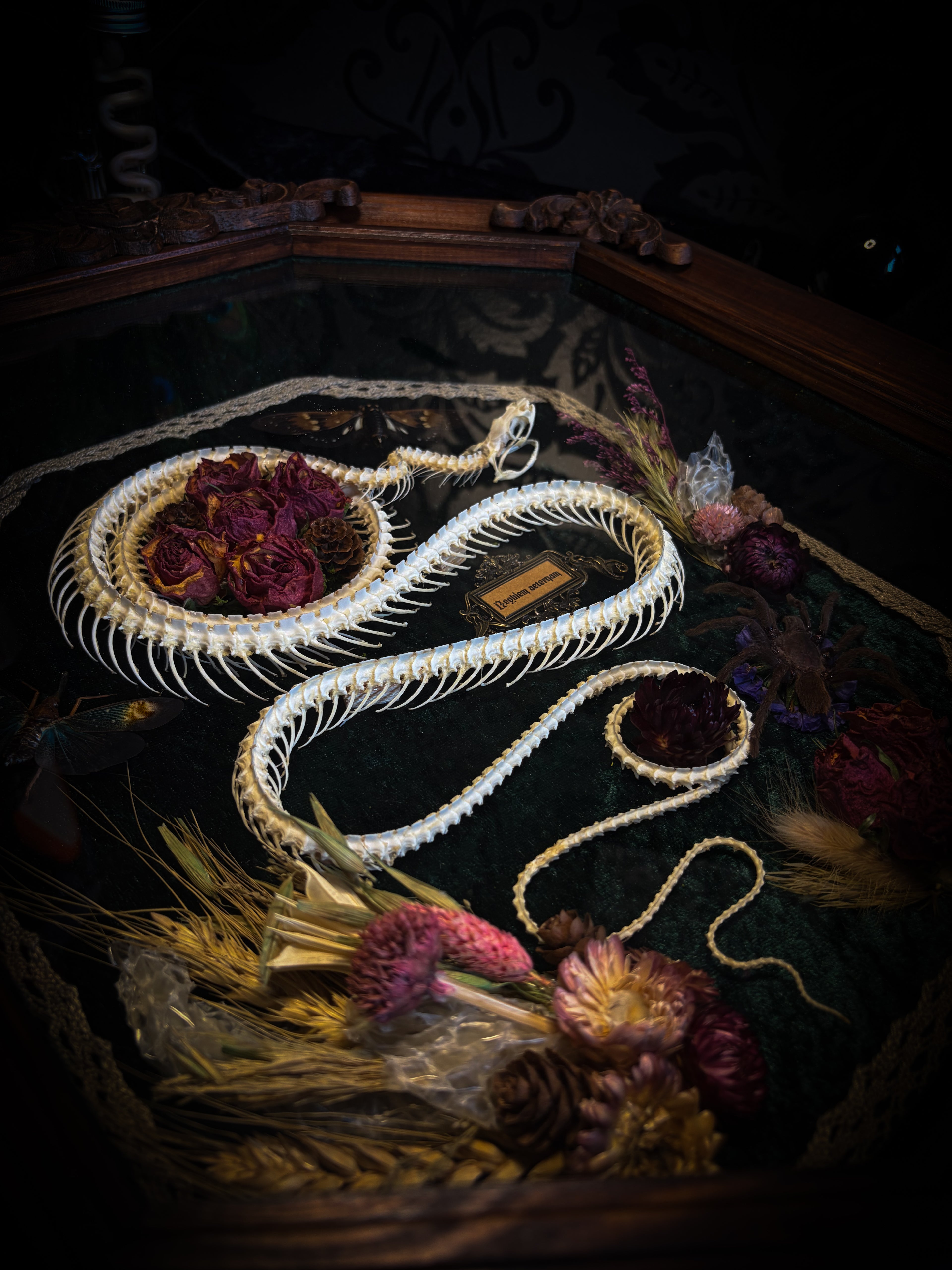 Decorative snake with dried flowers on a dark surface Requiem Aeternam — handmade gothic shadowbox with articulated snake skeleton, preserved tarantula, cicadas and florals on deep forest-green velvet | Morbid Oddities

