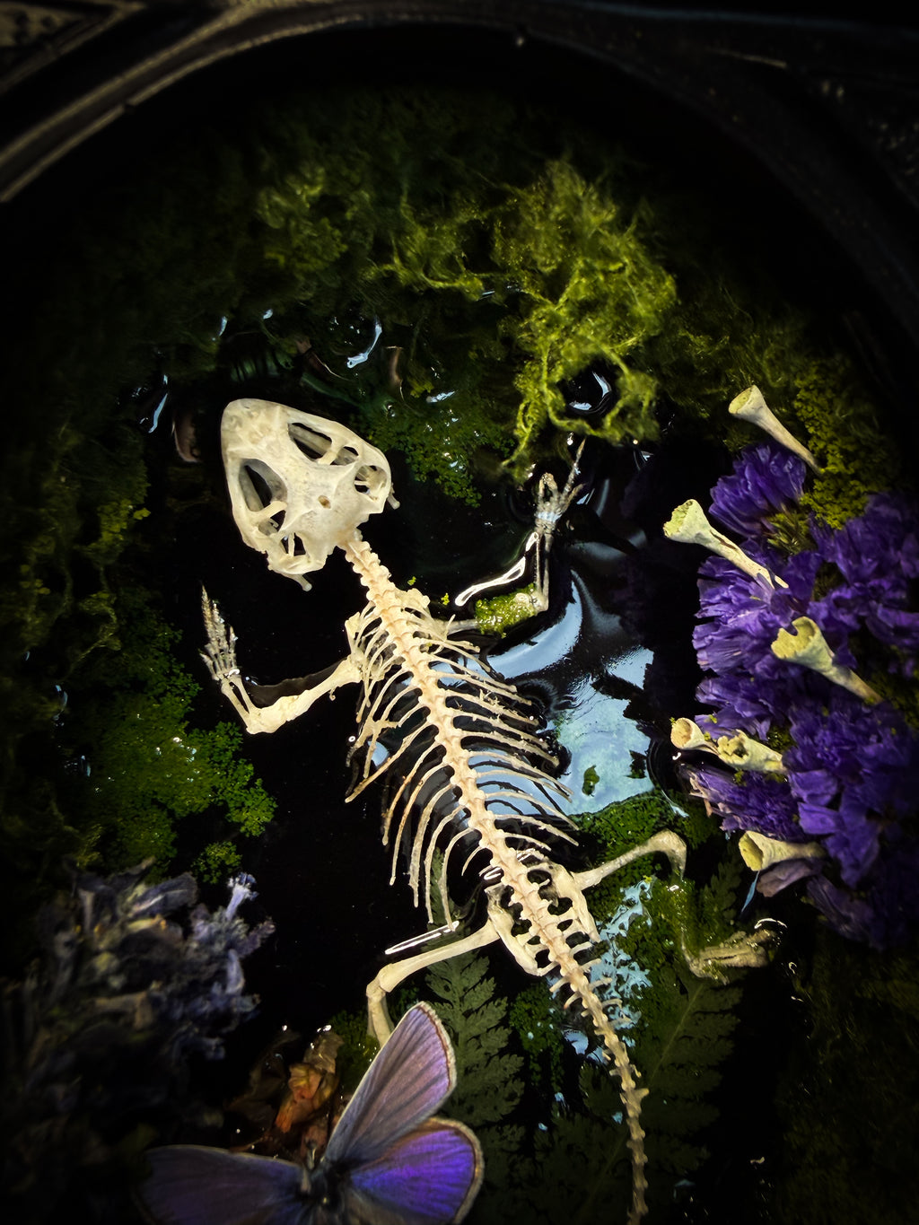 Viridis Somnia | handmade gothic shadowbox with agama skeleton, resin lake surface, blue butterfly and moss | Morbid Oddities
