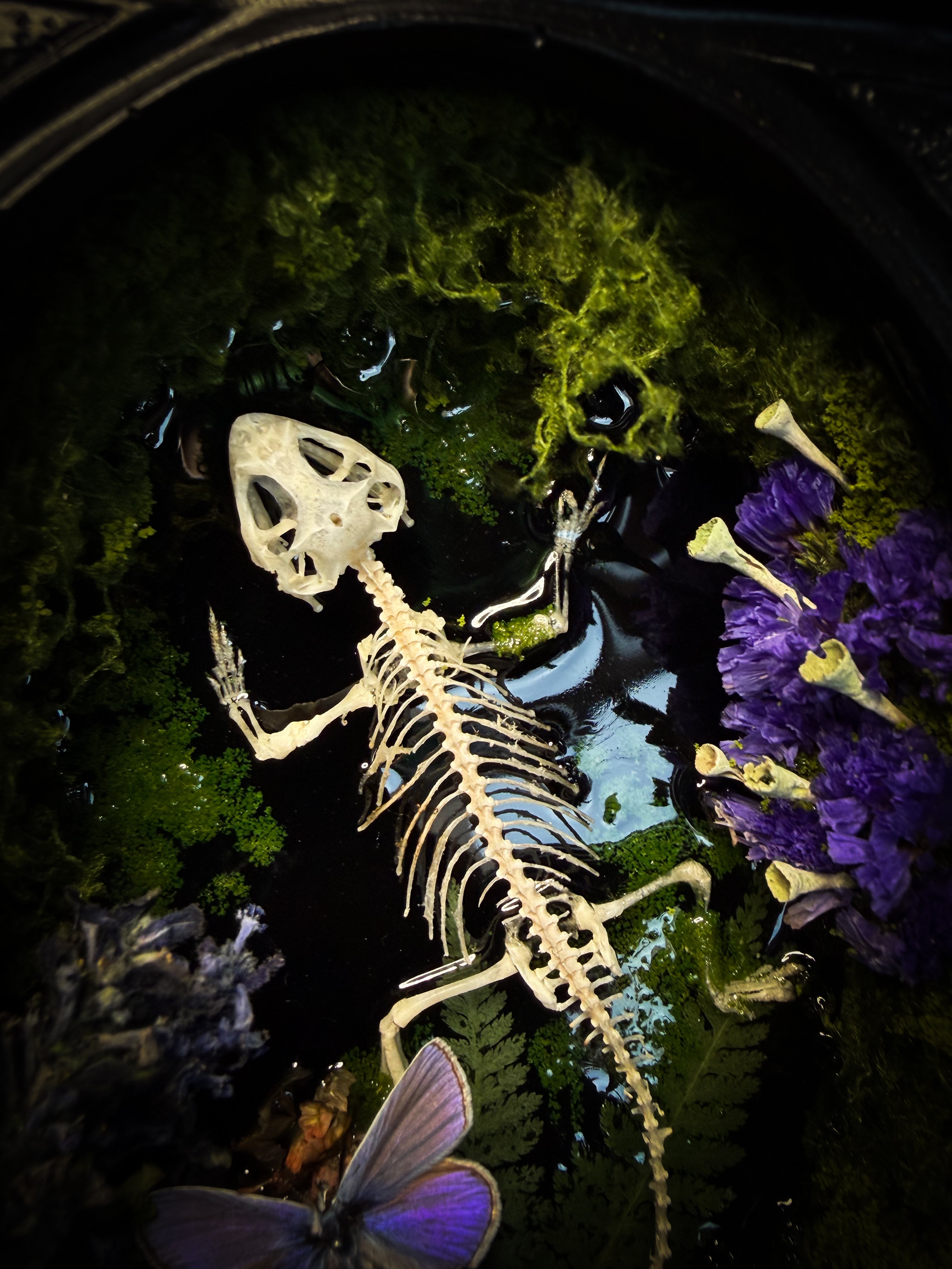 Viridis Somnia | handmade gothic shadowbox with agama skeleton, resin lake surface, blue butterfly and moss | Morbid Oddities
