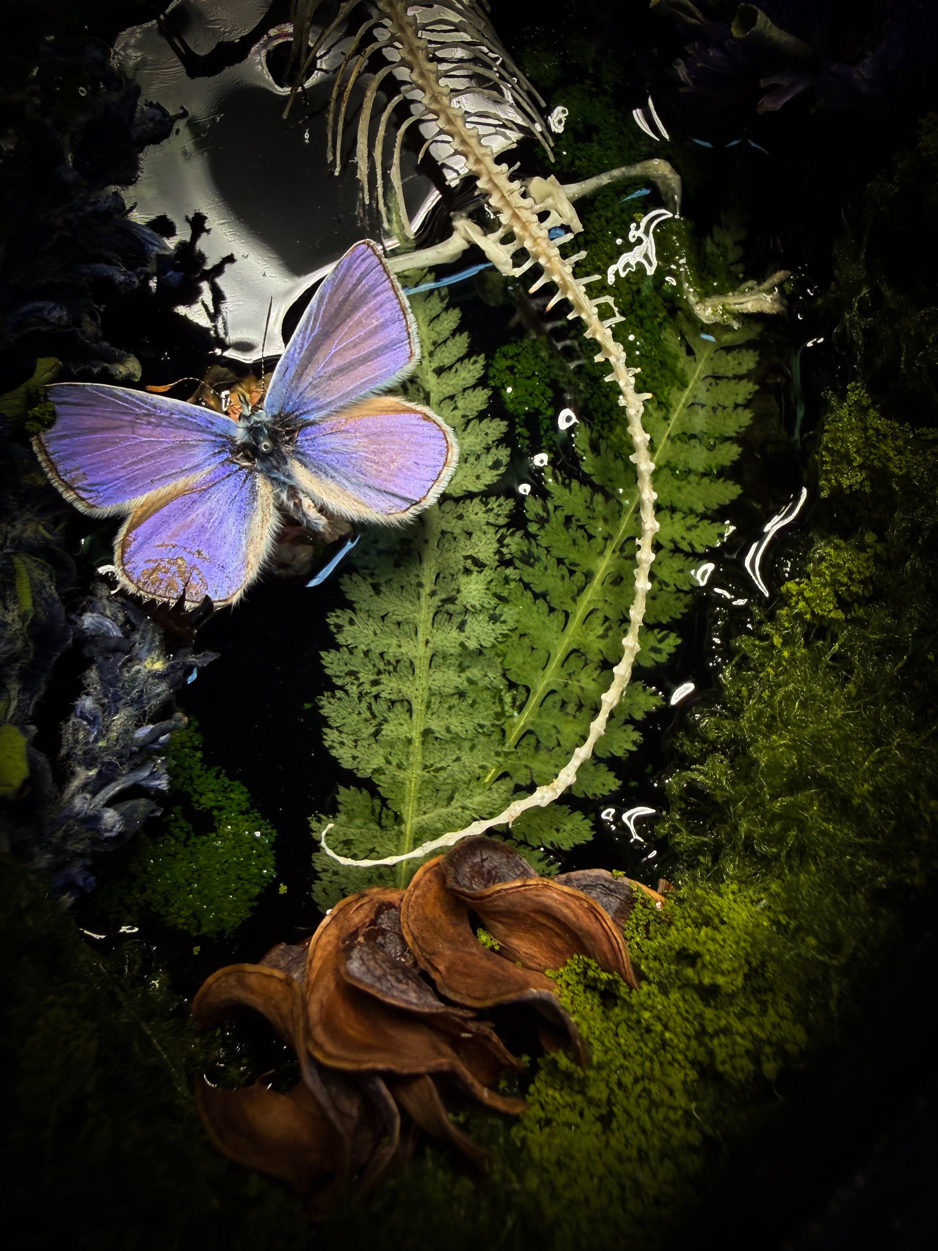 Viridis Somnia | handmade gothic shadowbox with agama skeleton, resin lake surface, blue butterfly and moss | Morbid Oddities

