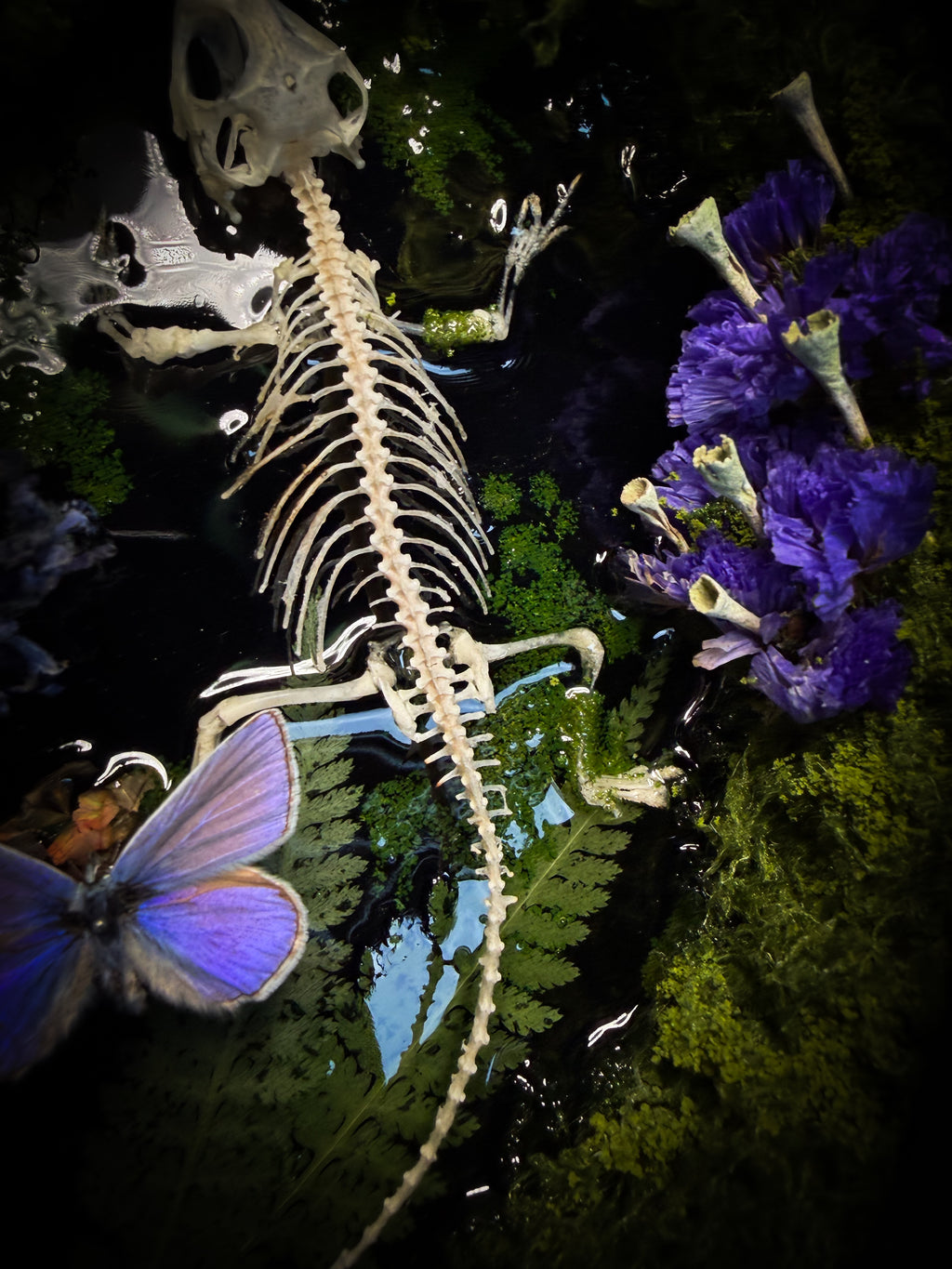 Viridis Somnia | handmade gothic shadowbox with agama skeleton, resin lake surface, blue butterfly and moss | Morbid Oddities
