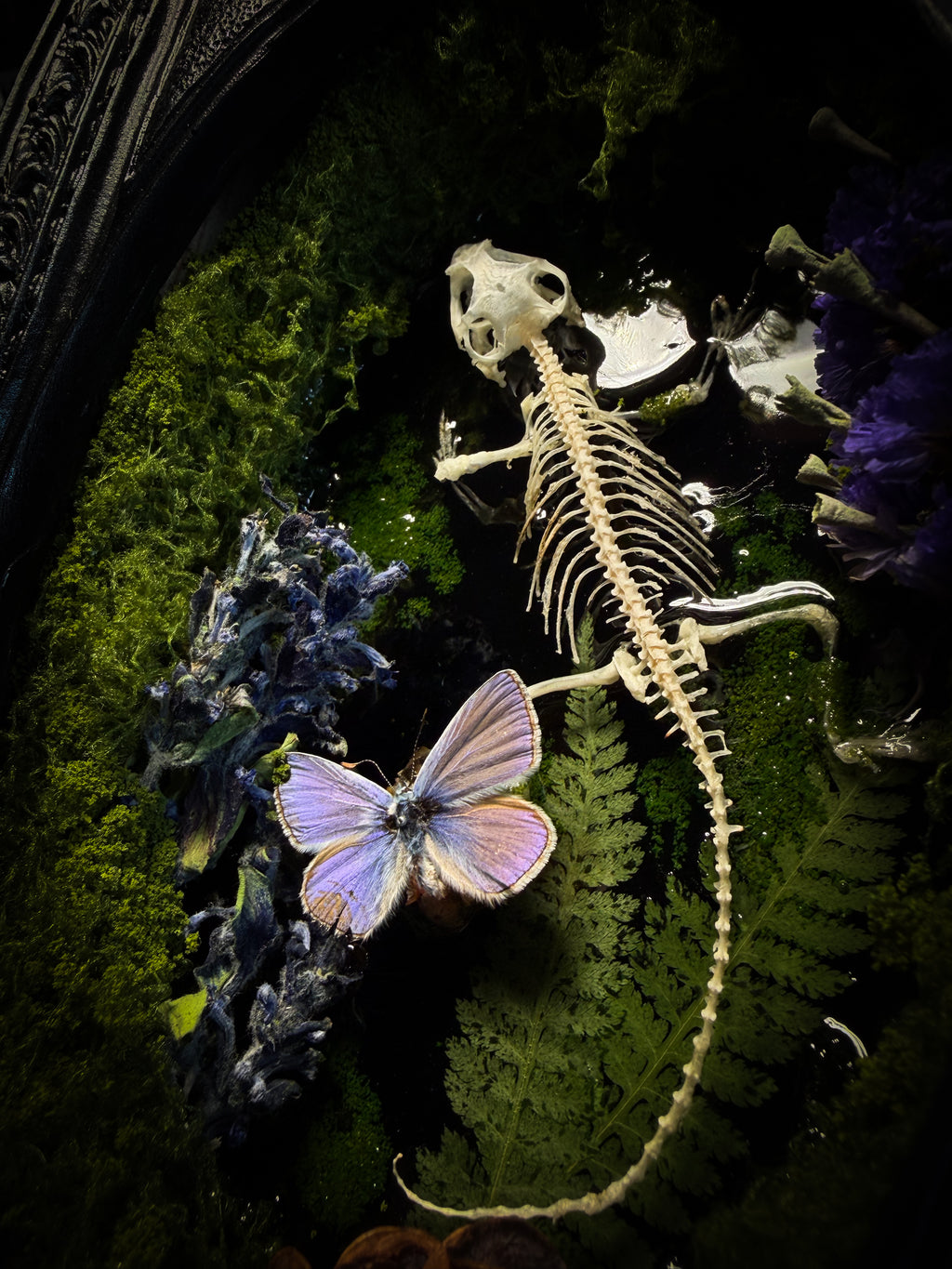 Viridis Somnia | handmade gothic shadowbox with agama skeleton, resin lake surface, blue butterfly and moss | Morbid Oddities
